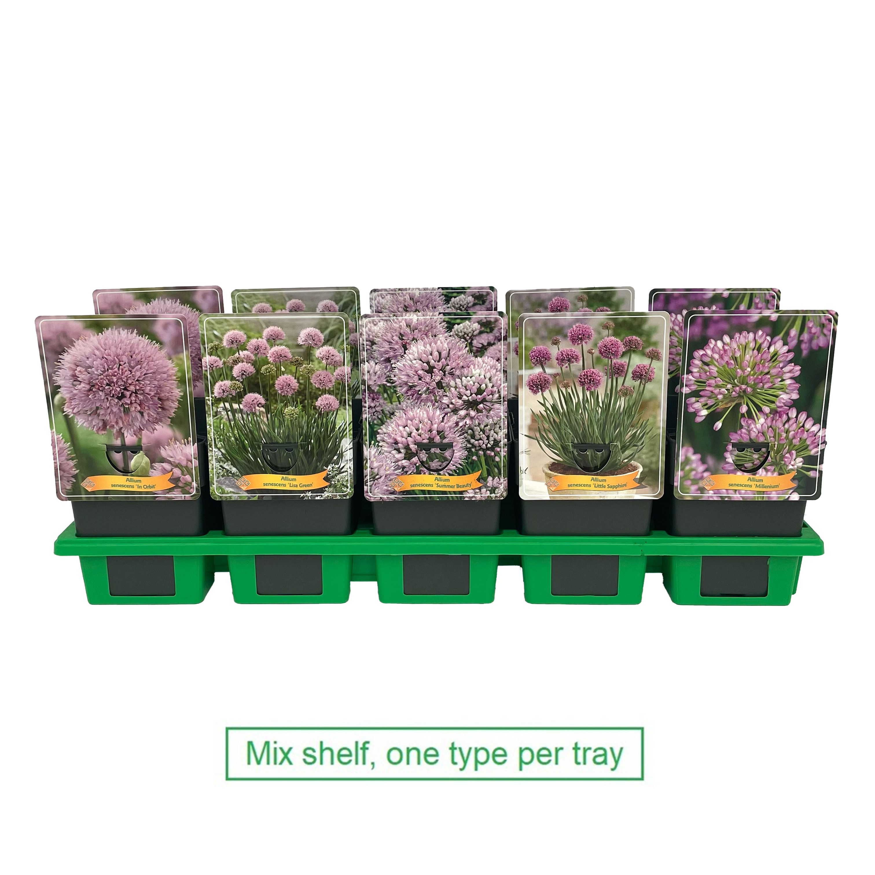 Picture of Allium mix shelve P11