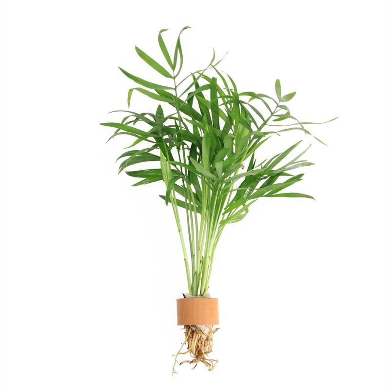Chamaedorea (palm) (TCR)