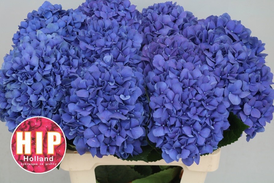 Hydrangea Pimpernel 60cm 18Ø