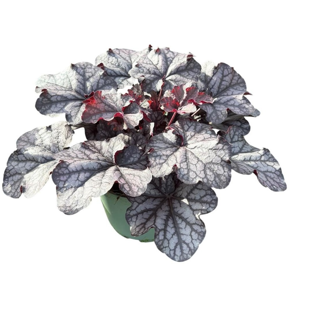 Heuchera Forever® Purple ('Tnheufp')
