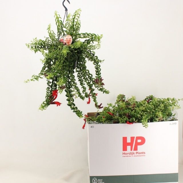 Aeschynanthus 'Twister' - Aeschynanthus Hangplant
