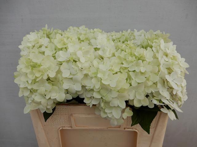 Hydrangea Candle 50cm 12Ø