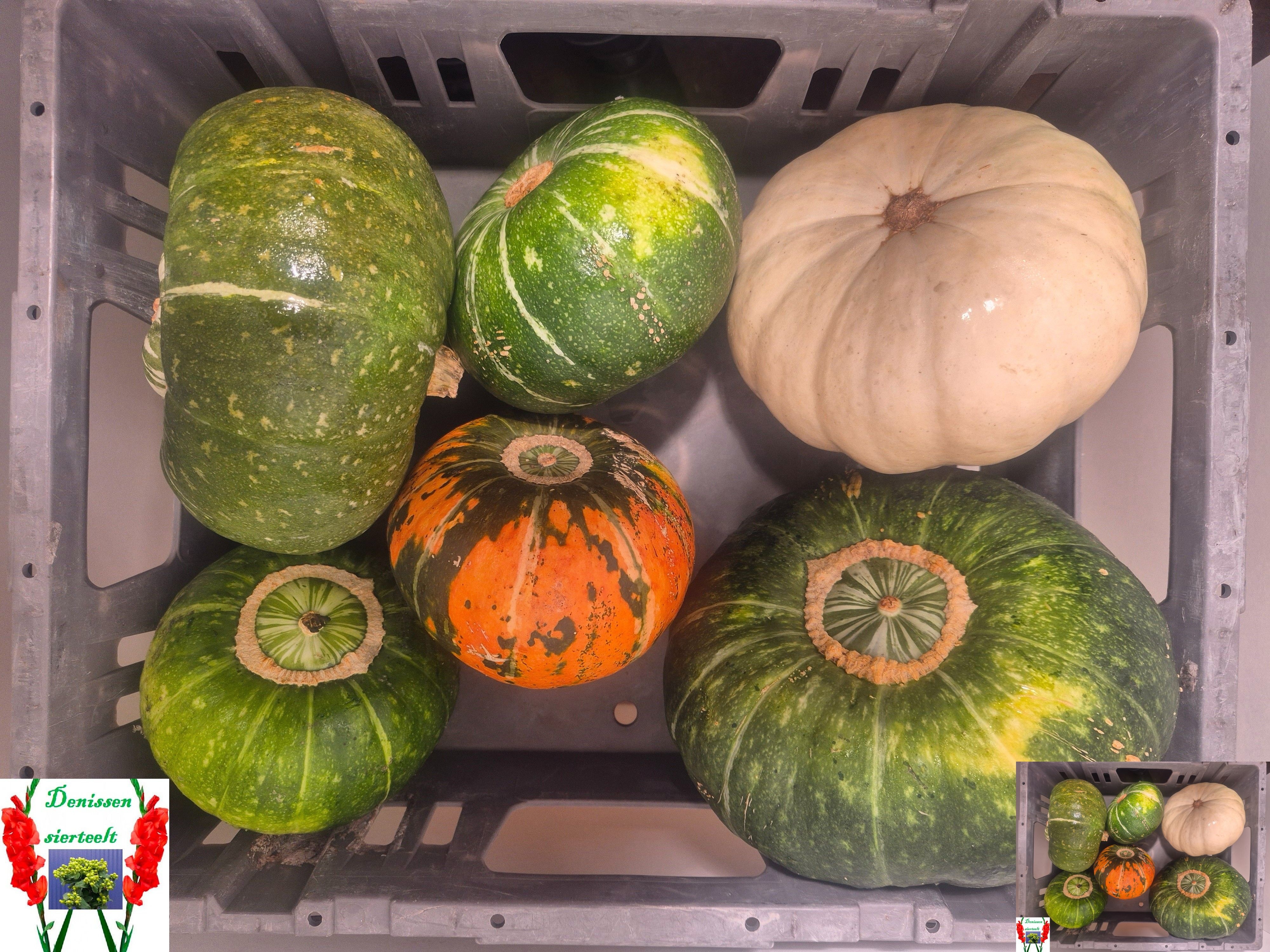 Cuc Maxima Halloween