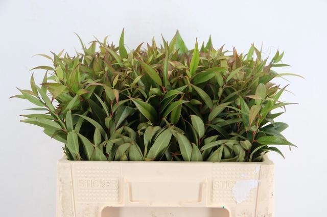Leucothoe Walteri Ra