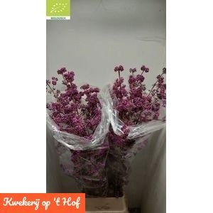 Callicarpa Bod Giraldi(imp) 130cm