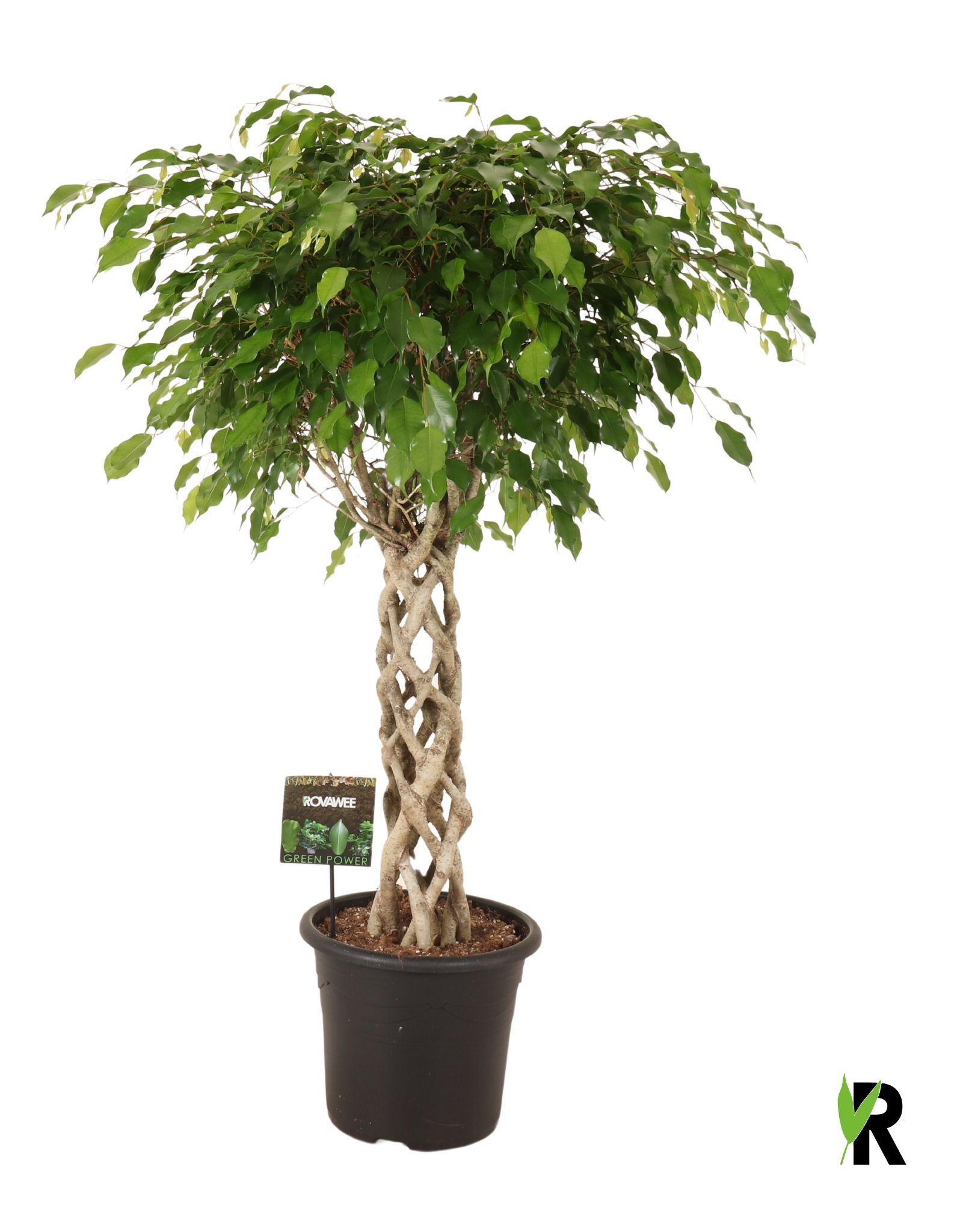 Ficus benj. Exotica gevlochten cilinder