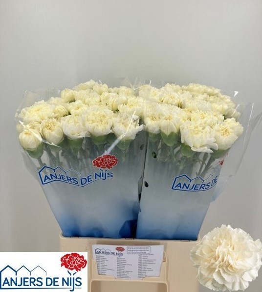 Dianthus St White Liberty 50cm