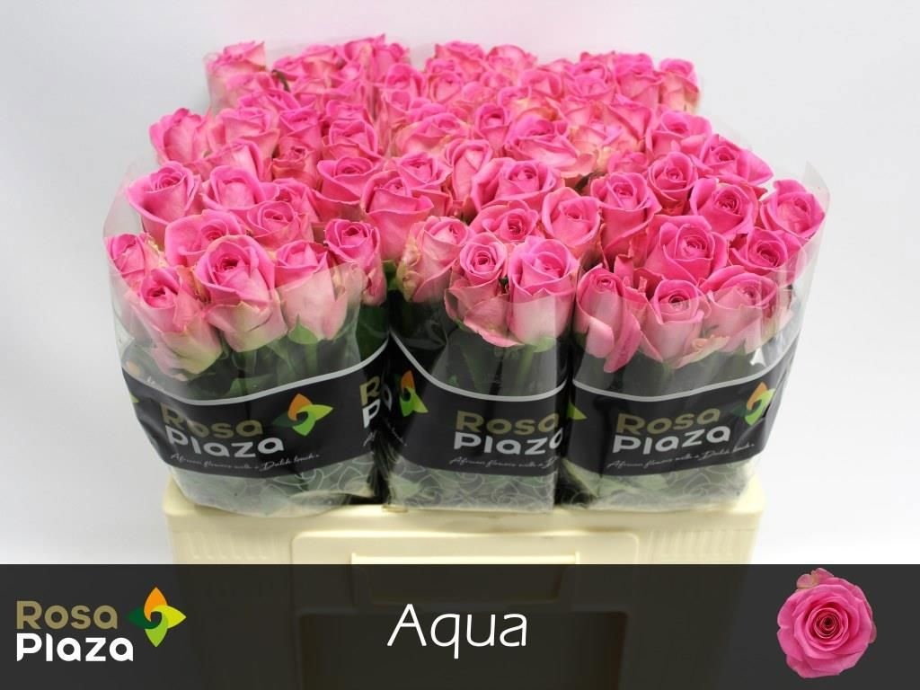 Rosa Aqua 50cm