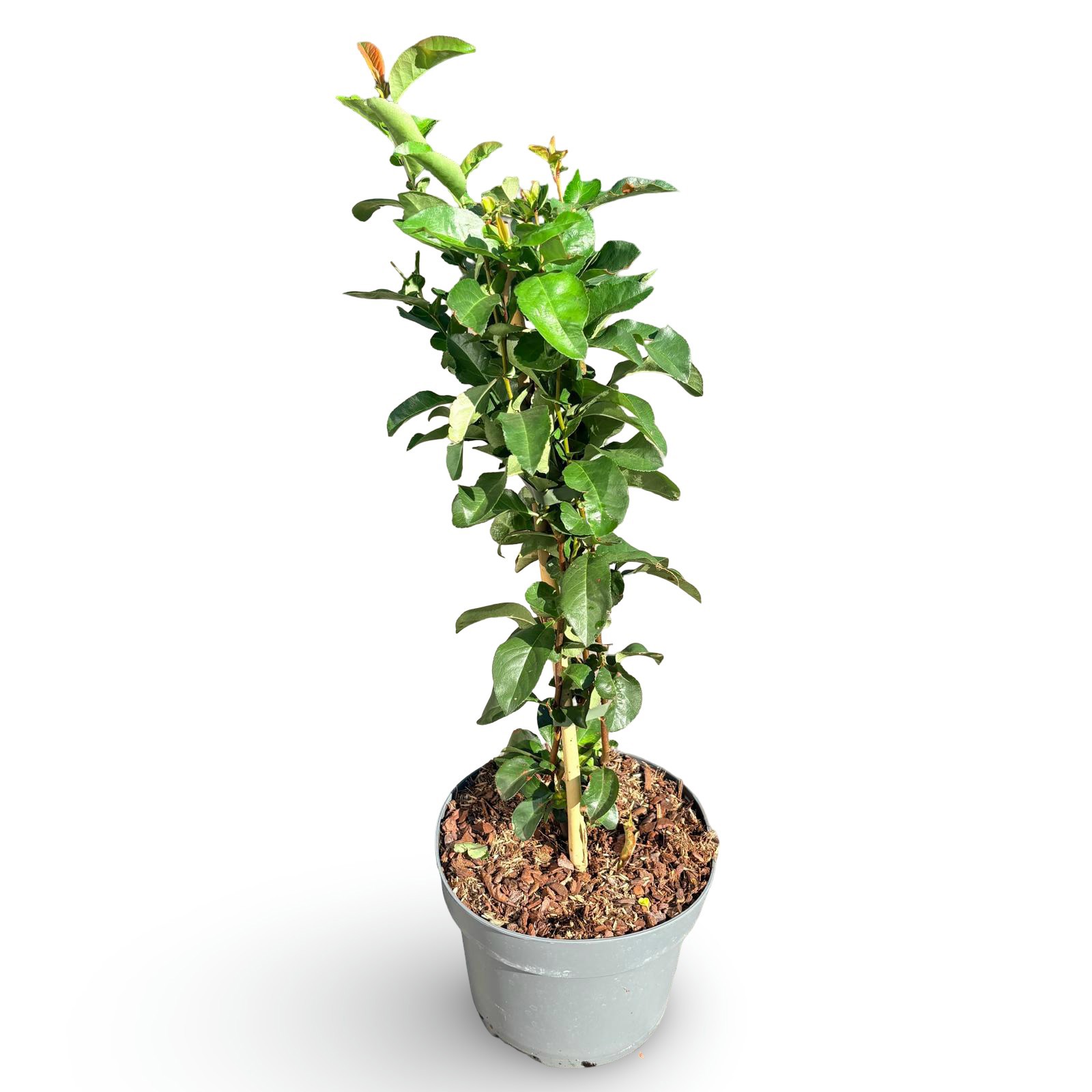 Chaenomeles spec. Scarlet Storm
