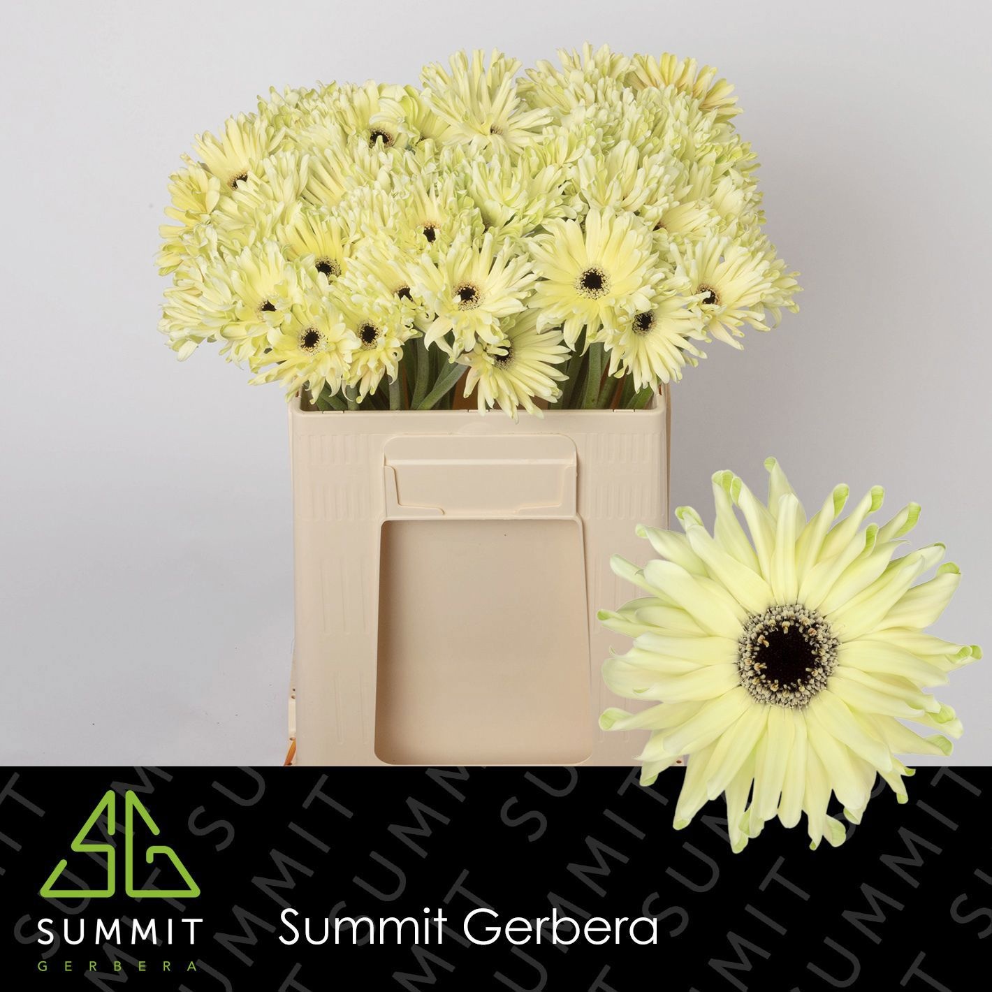 Gerbera Pasta Spritz 50cm 10Ø