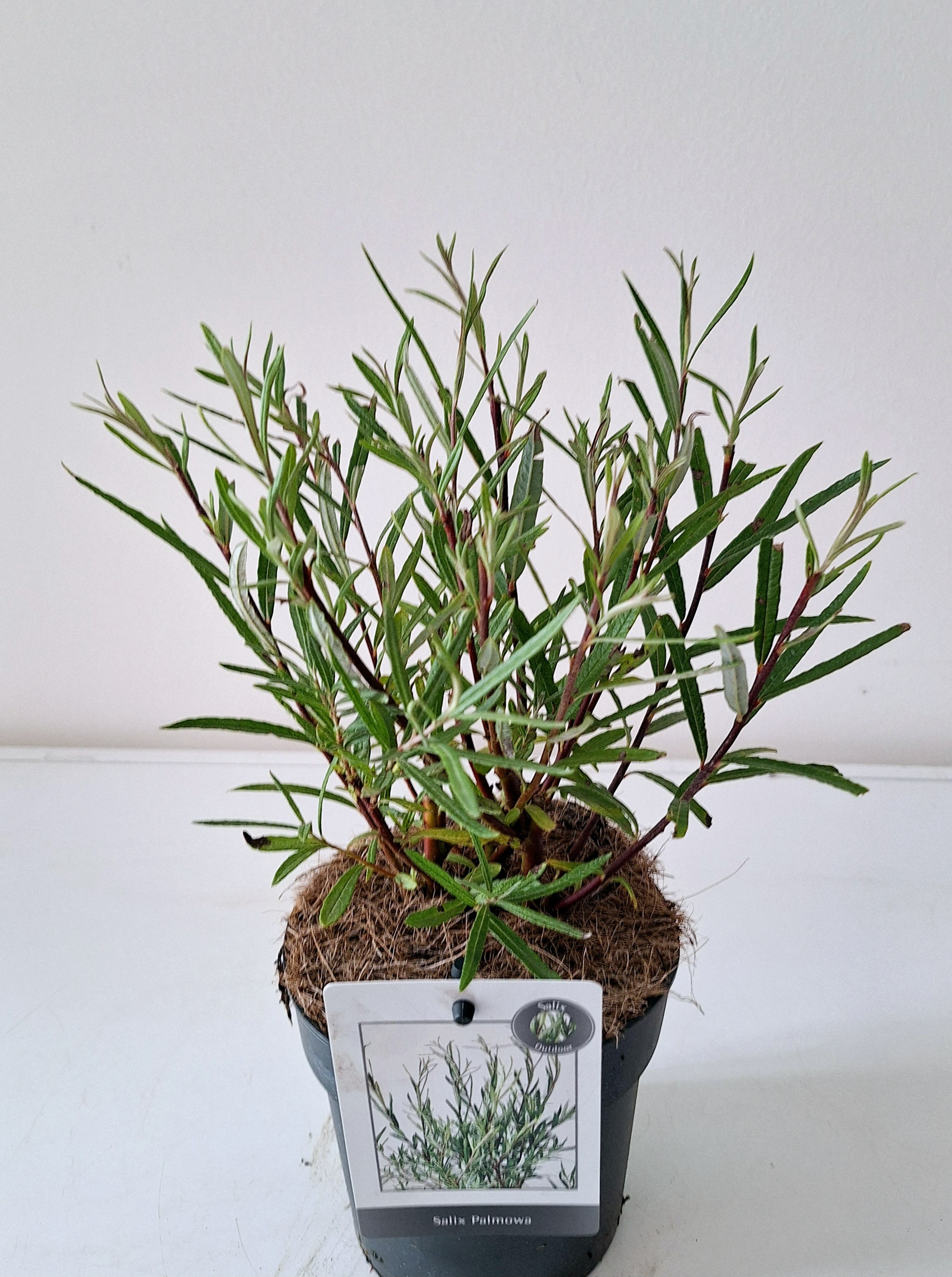 Picture of Salix Palmova p17