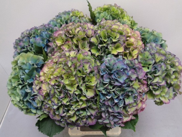 Hydrangea Royal Parade Classic 60cm 21Ø