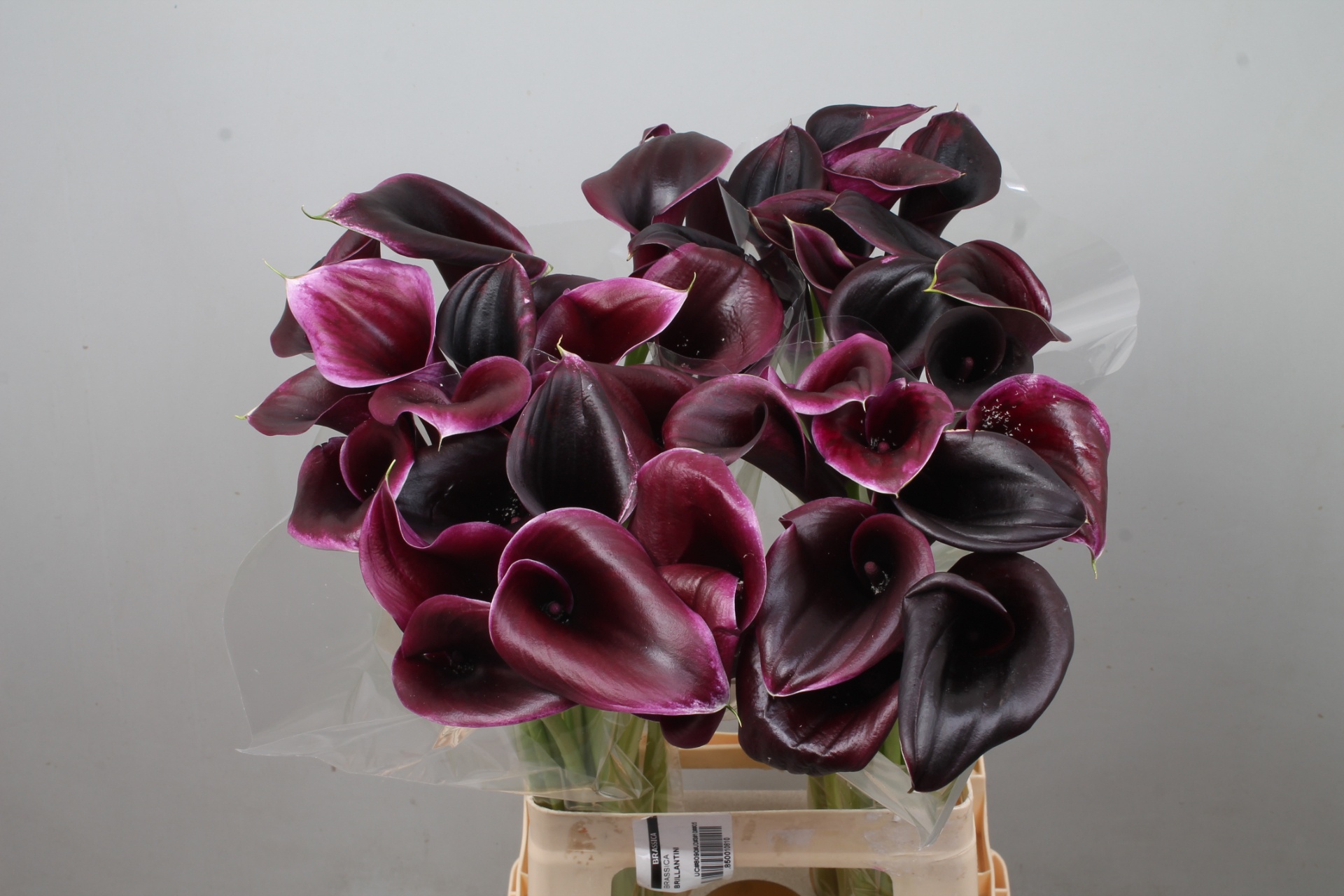 Calla Cantor 70cm