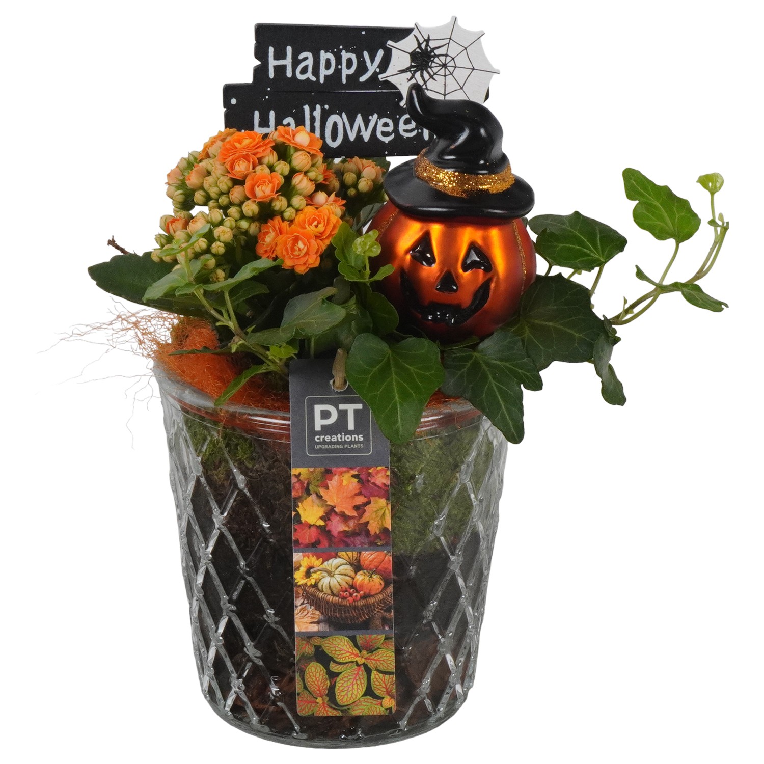 Picture of PTHL1901 Arrangement Halloween in glass vase P12 23cm