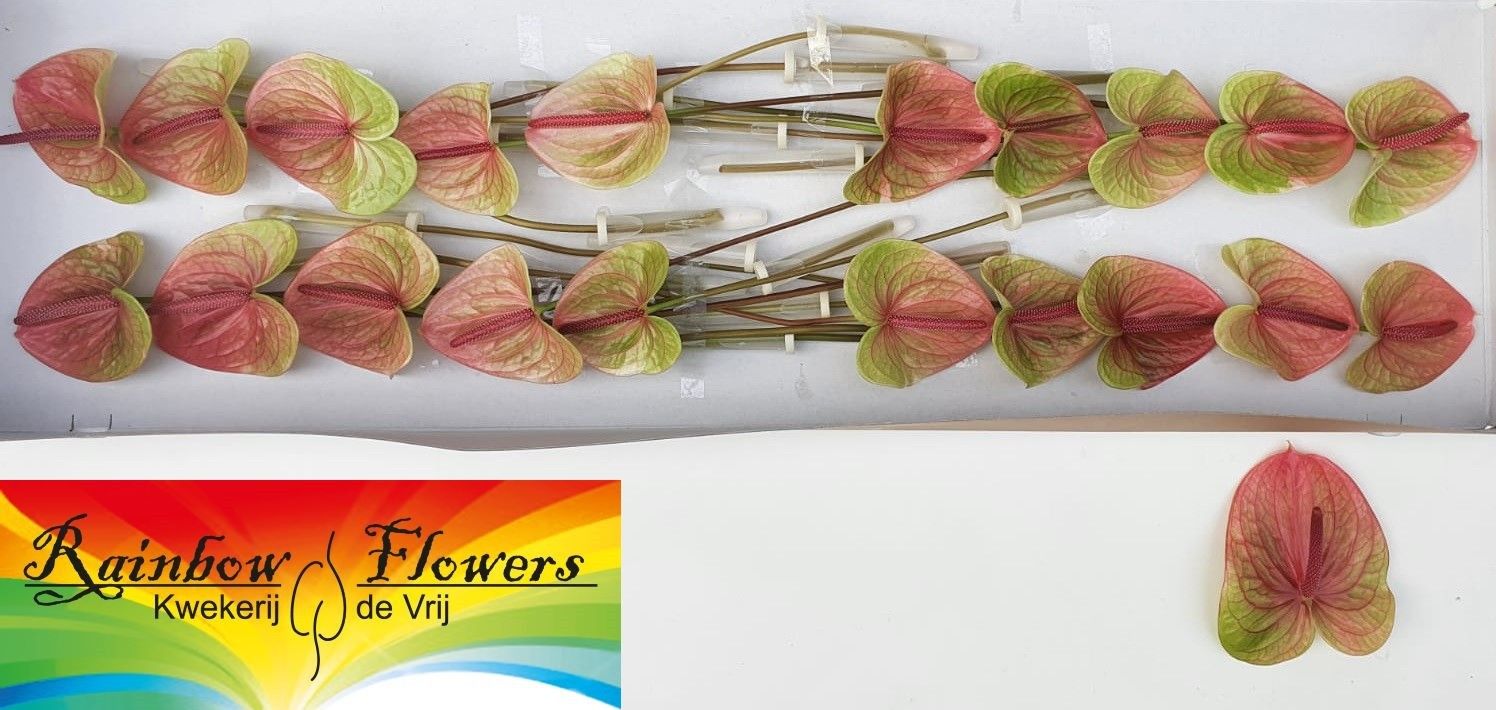 Anthurium Danielle 9Ø