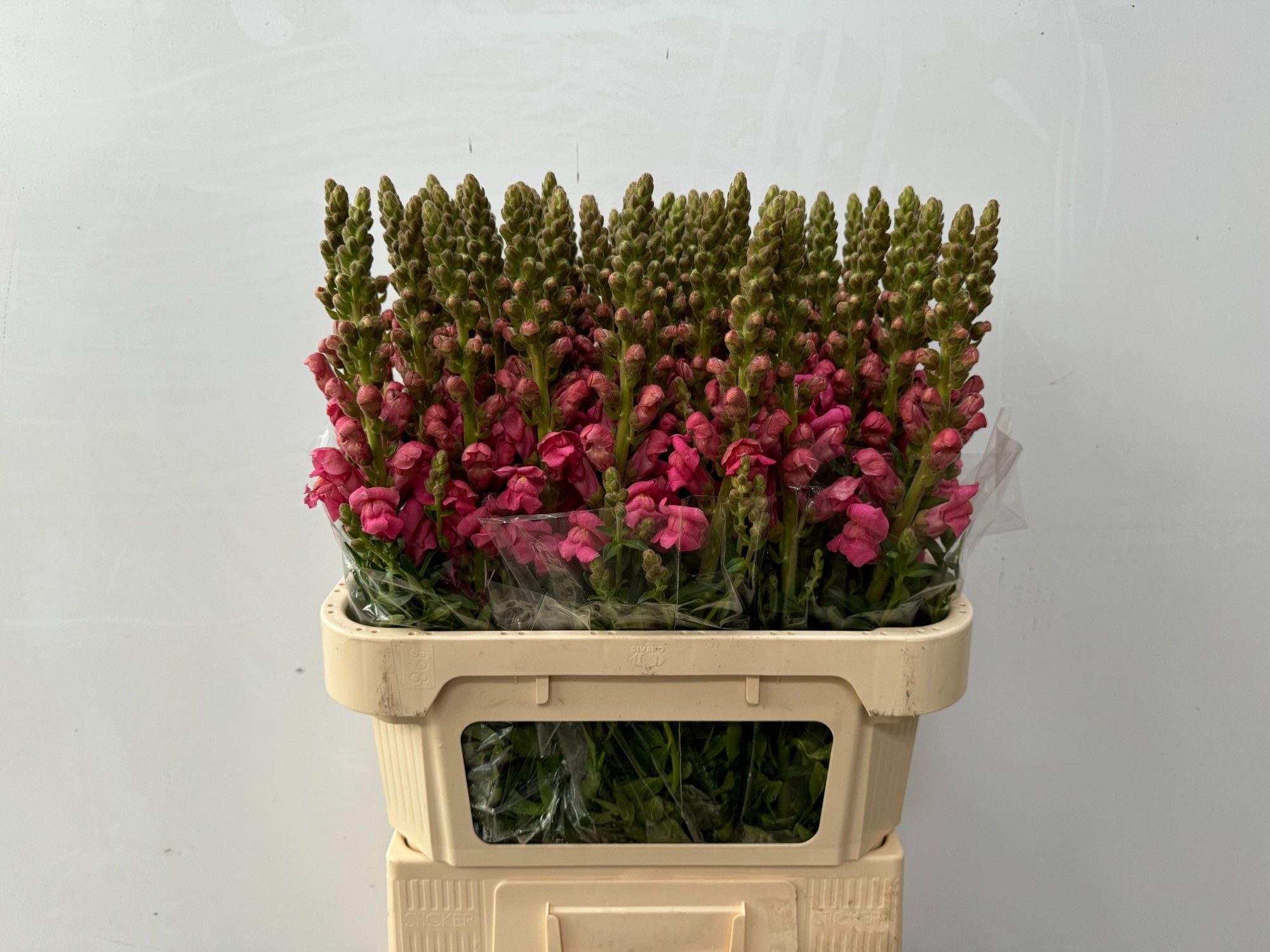 Antirrhinum Avignon Cool Pink 80cm