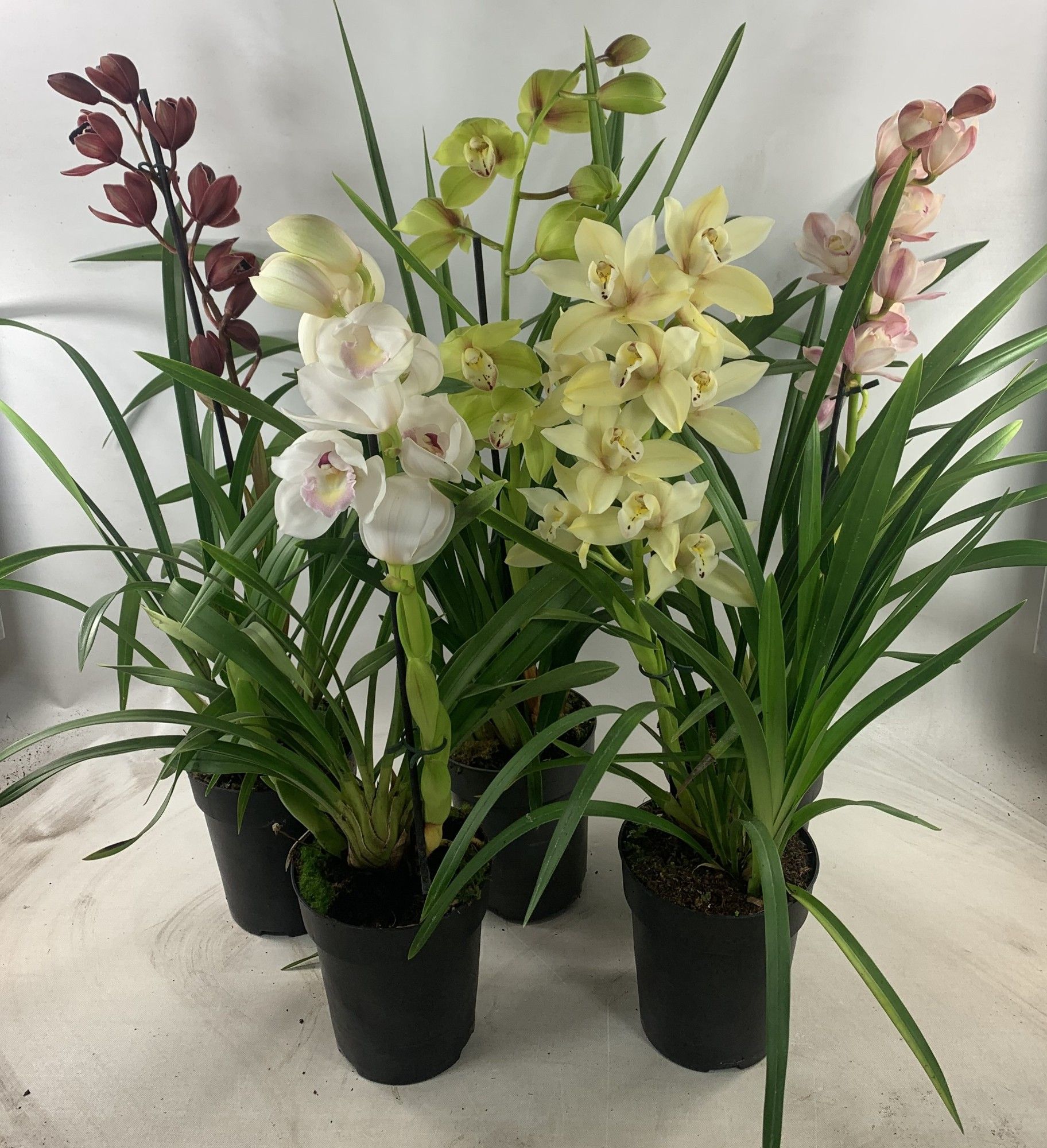Cymbidium Asst Sp Orchids