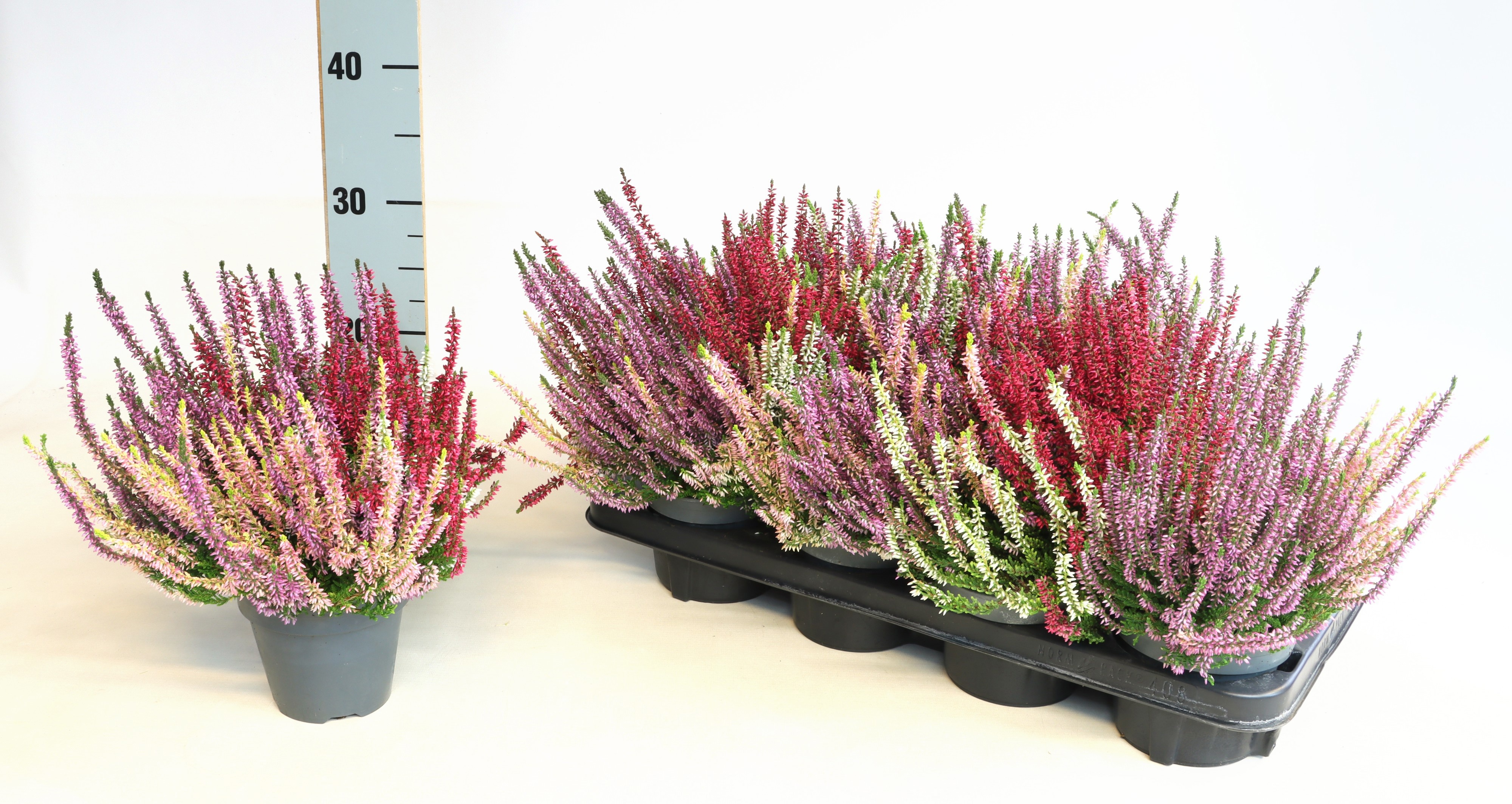 Calluna vulgaris Garden Girls gemengd in pot 3 kleuren - Struikhei