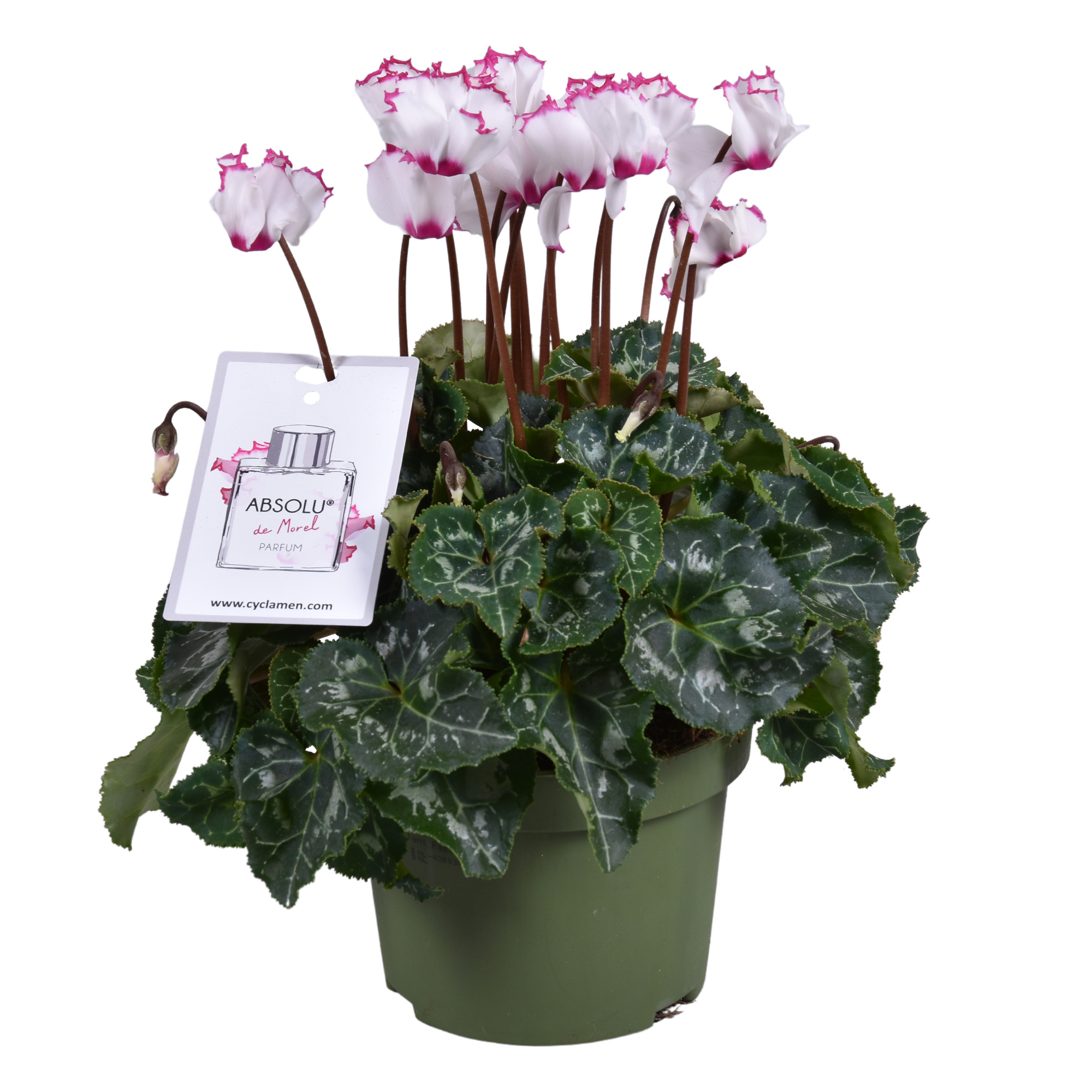 Picture of Cyclamen Metis Victoria P13 25CM