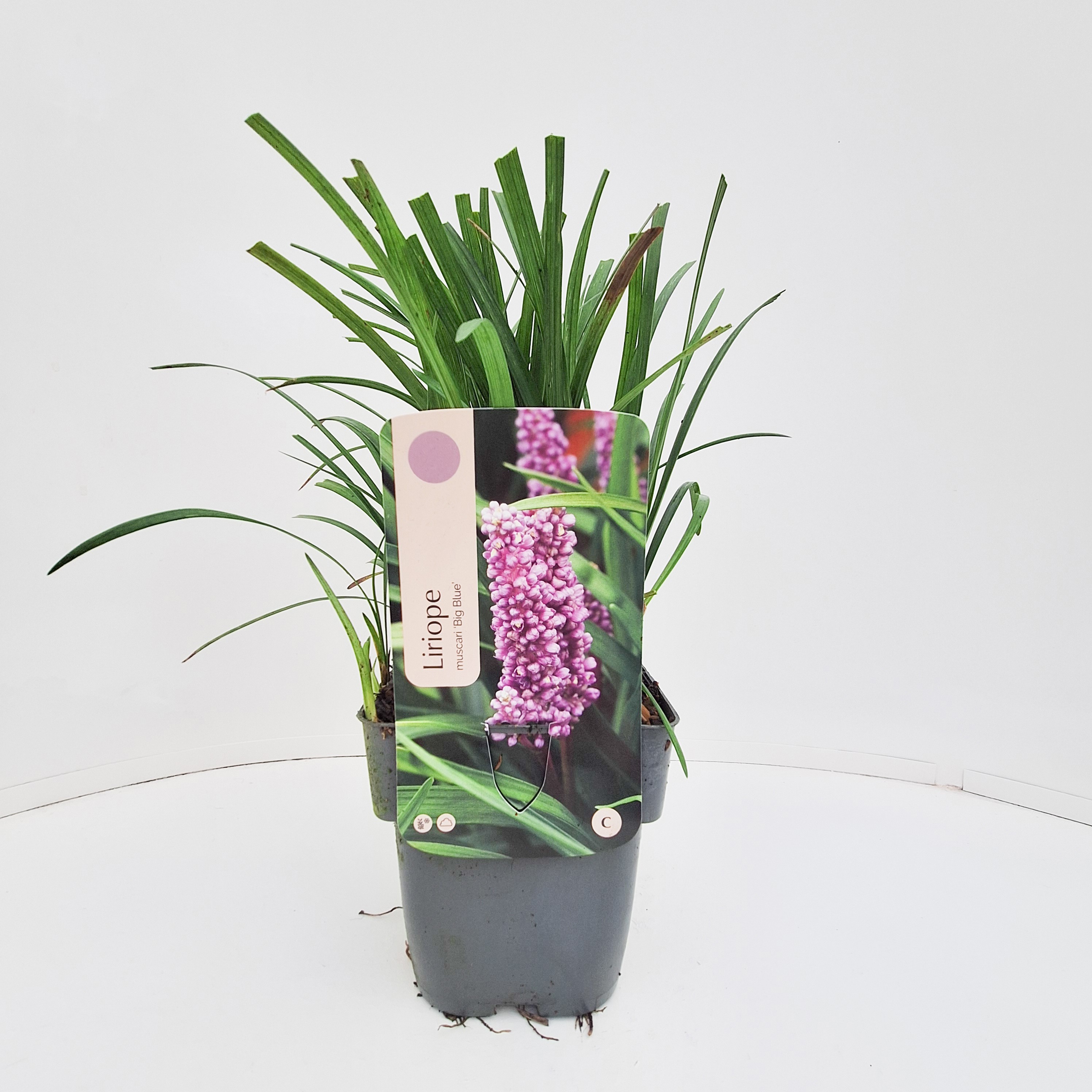 Liriope muscari 'Big Blue'