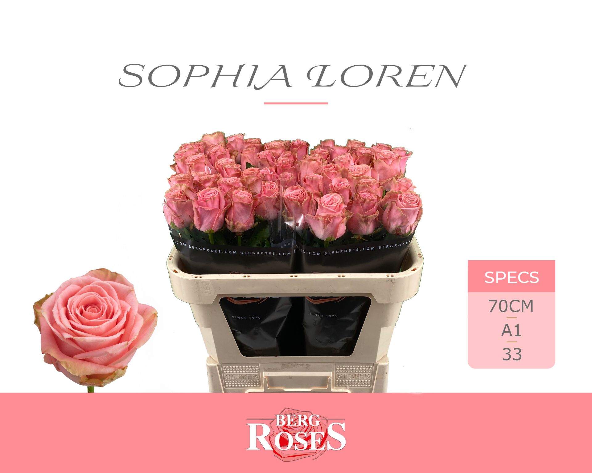 R Gr Sophia Loren