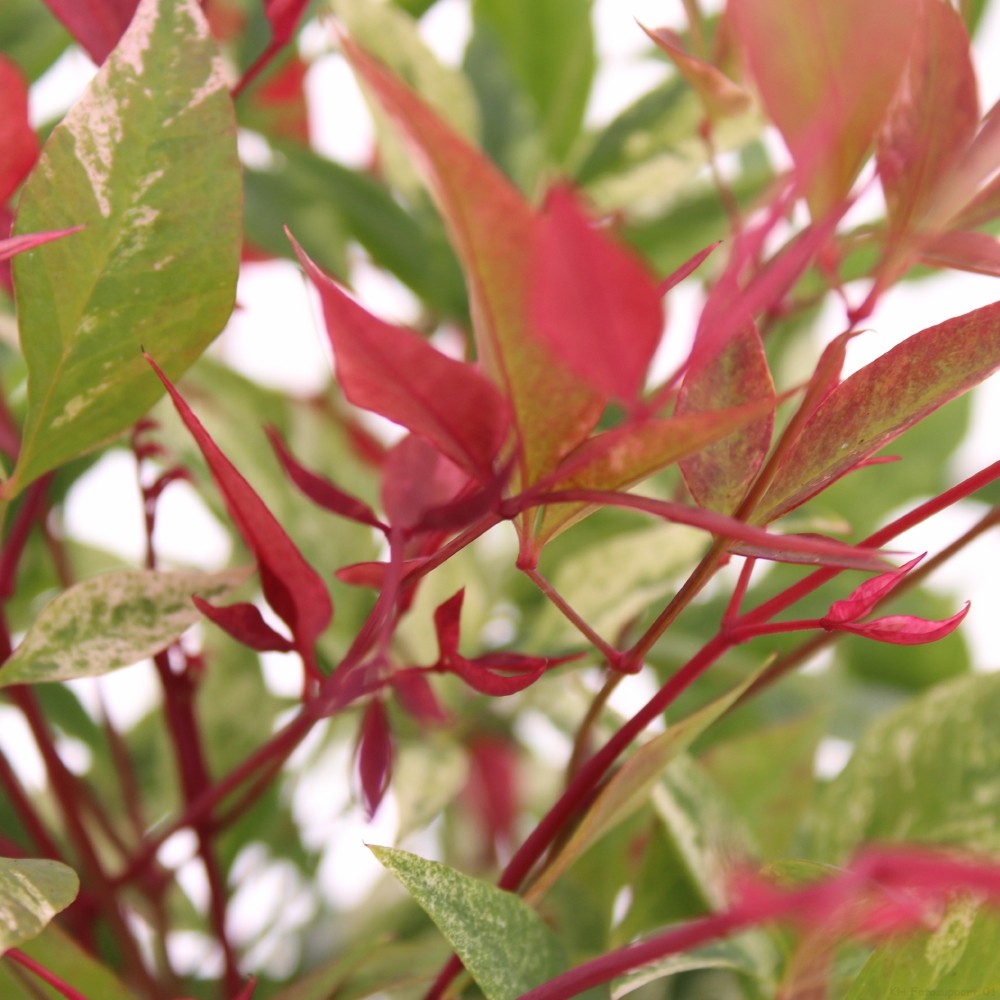 Picture of Nandina domestica 'Red Light'