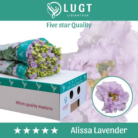 Eus G Alissa Lavende