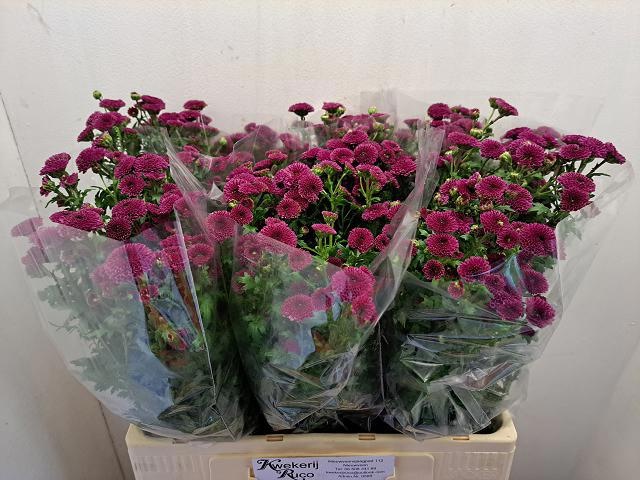 Chrysantt P Bnch 60gram