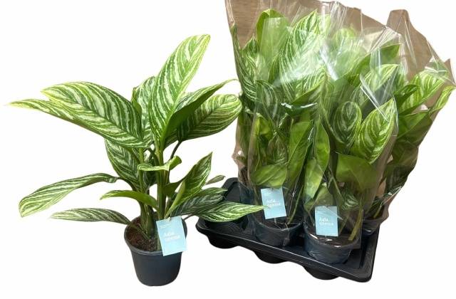 Aglaonema 'Stripes' - Aglaonema