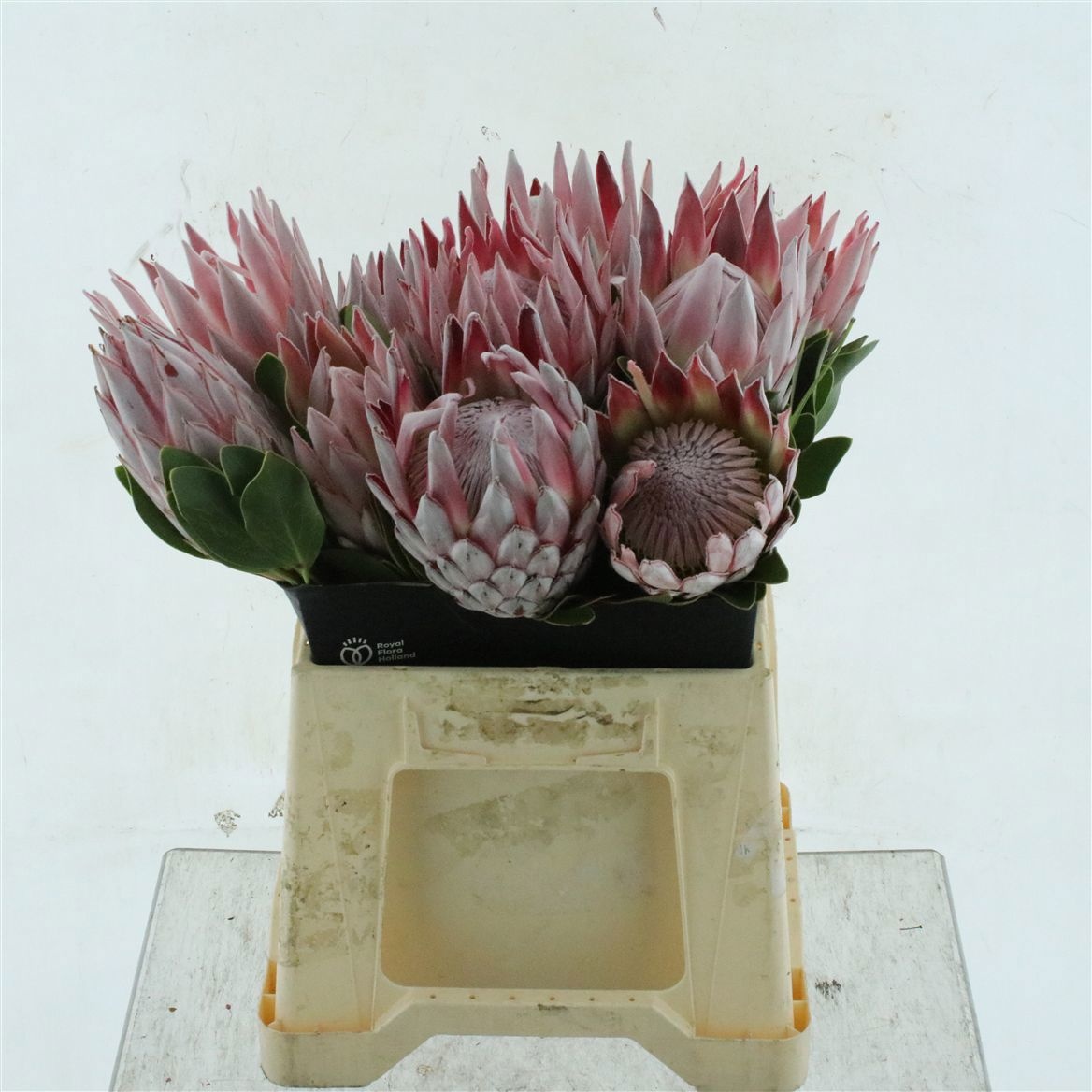 Protea Cynaroides 40cm