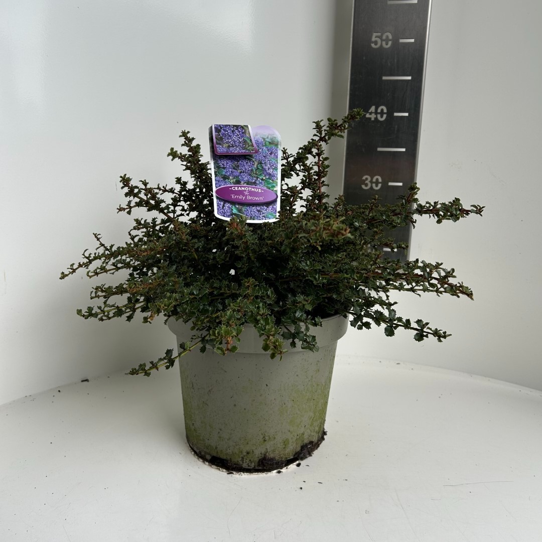 Picture of Ceanothus thyrsiflorus Emily Brown P23 (5 Ltr) (LOOSE)