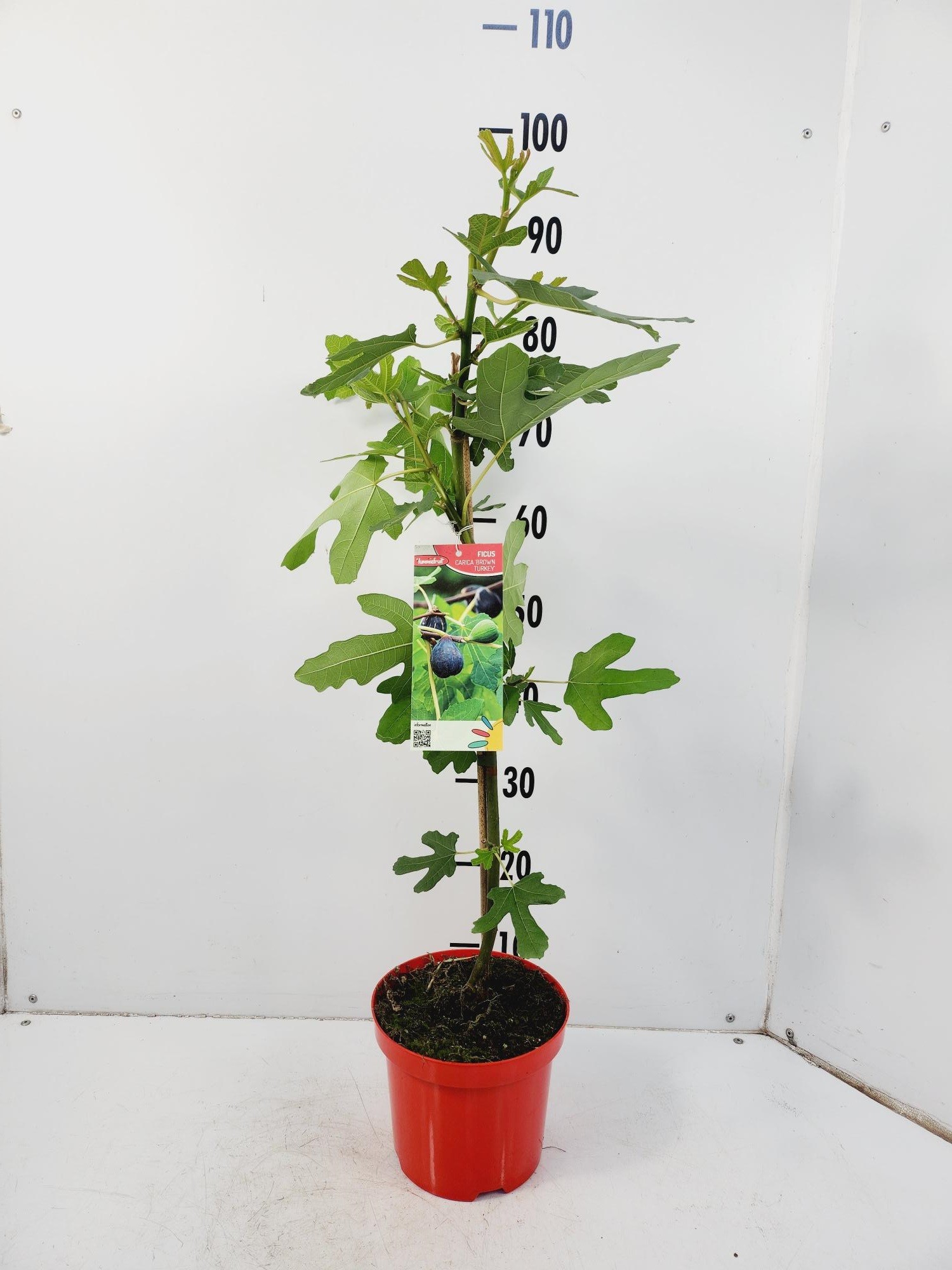 Picture of Ficus Carica Brown Turkey P19 (3 Ltr)