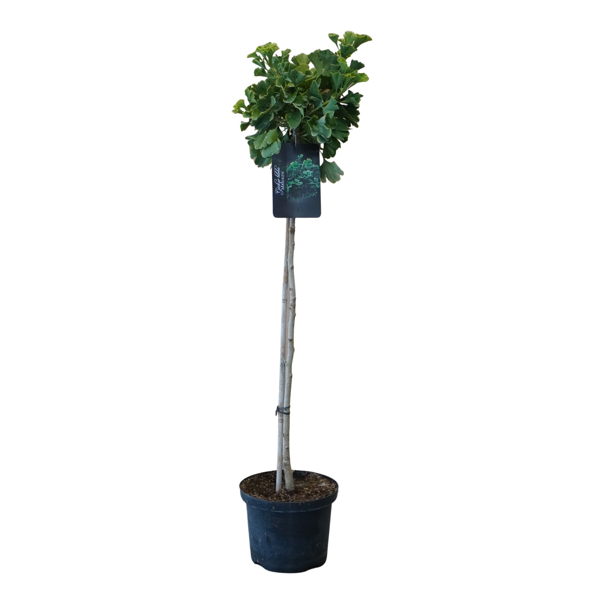 Ginkgo biloba 'Mariken' stam