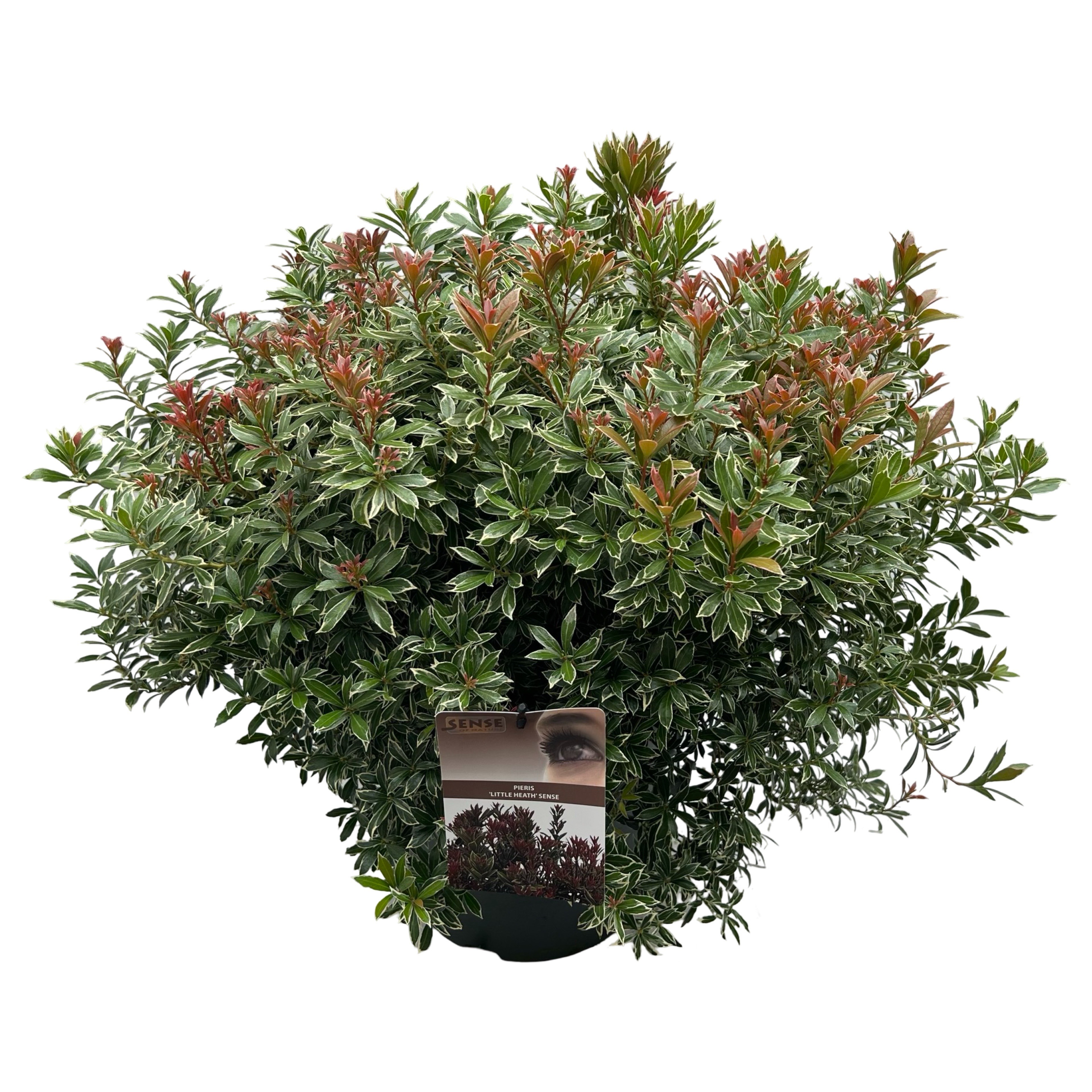 Picture of Pieris jap. Little Heath sense P29 (10 Ltr)