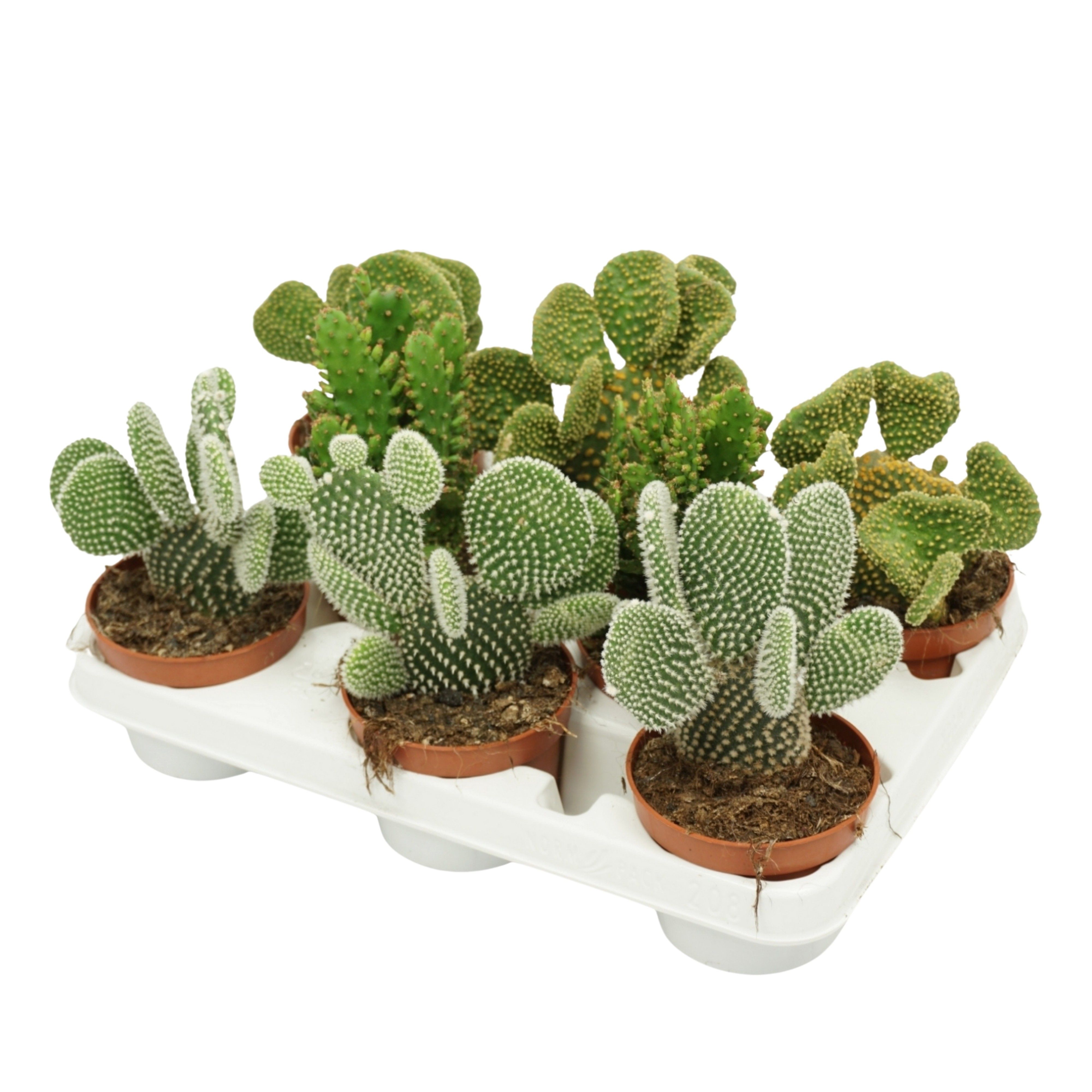 Opuntia mix in 8 gaats tray