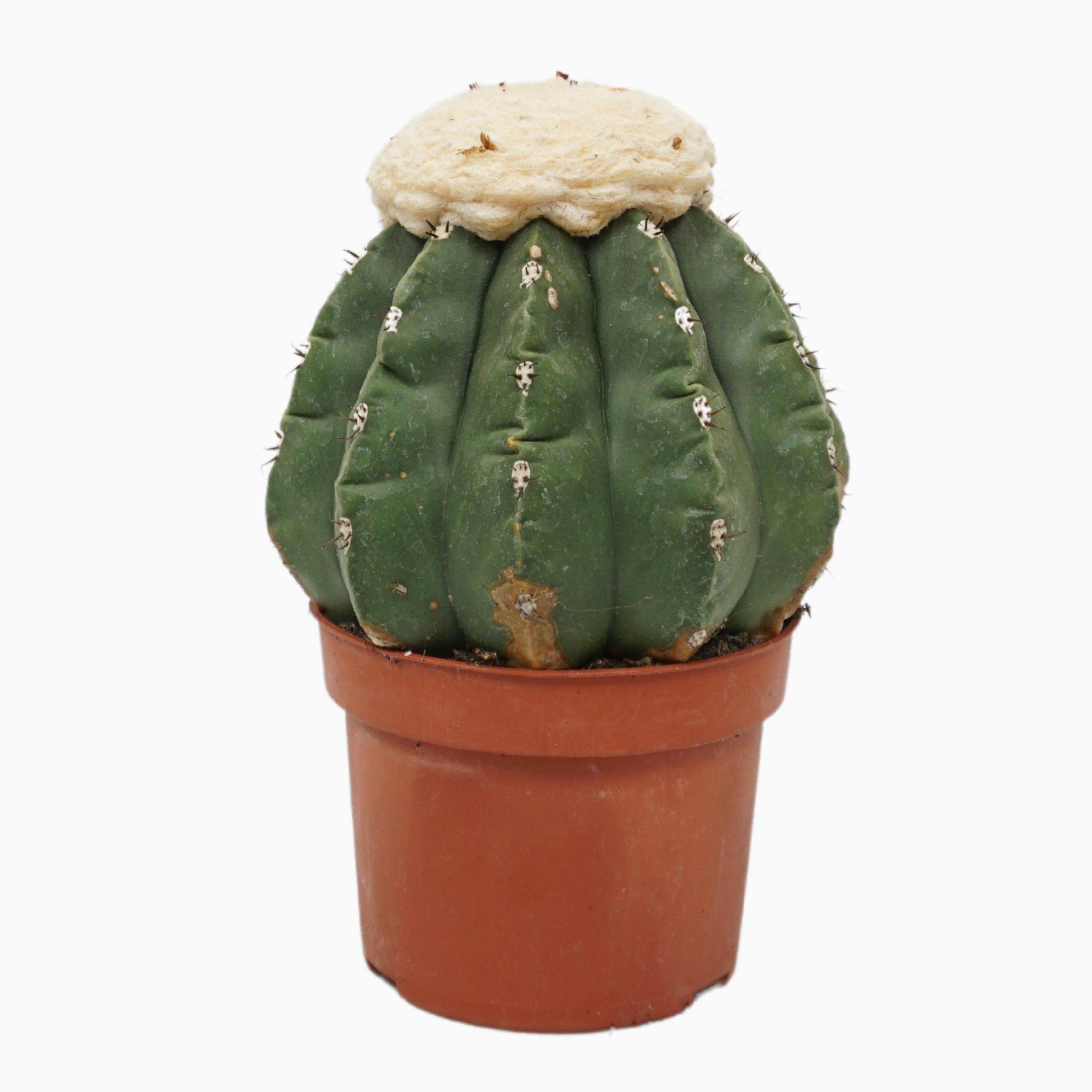 monstera size Monstera Deliciosa Houseplants, Medium in Bubblegum main image 1