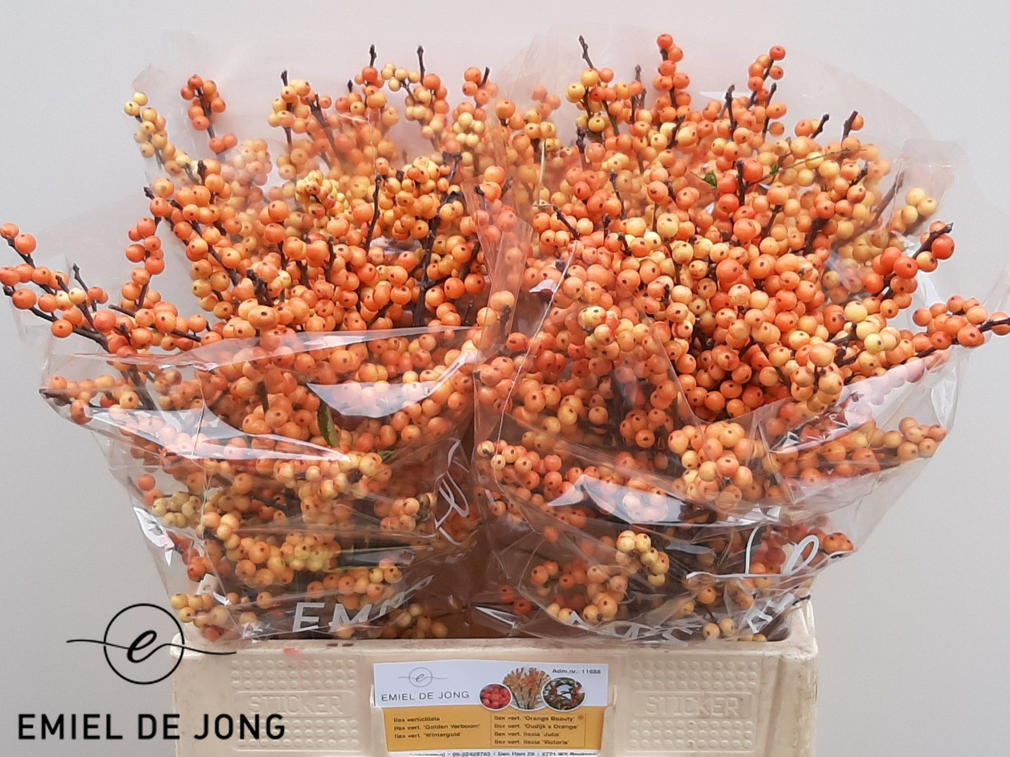 Ilex Ilexia Julia 60cm