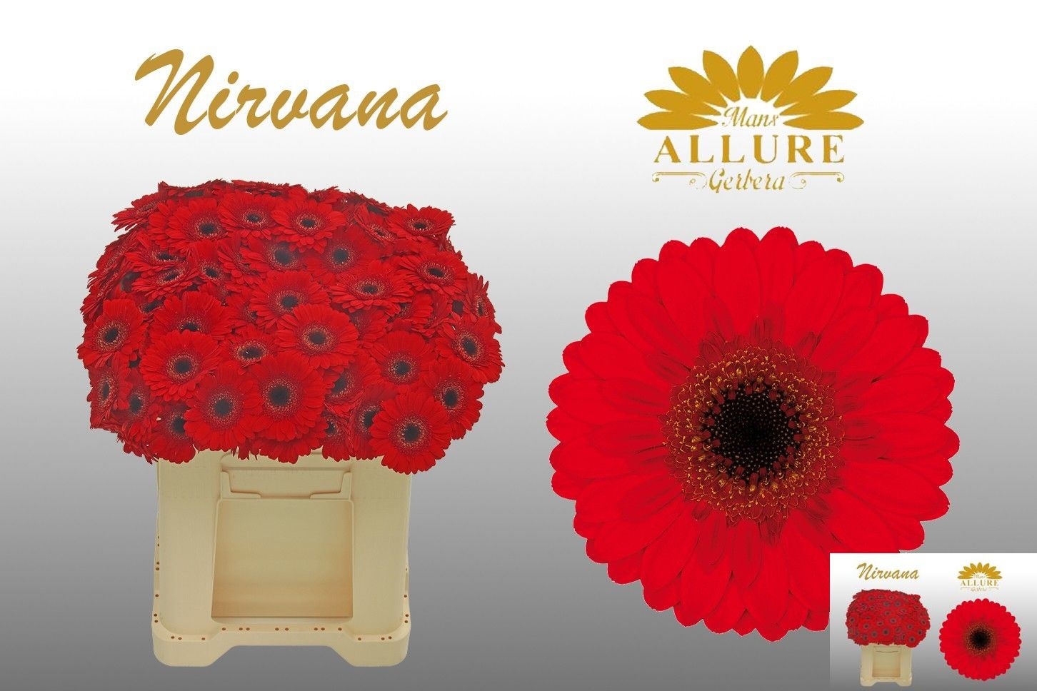 Gerbera Mini Nirvana