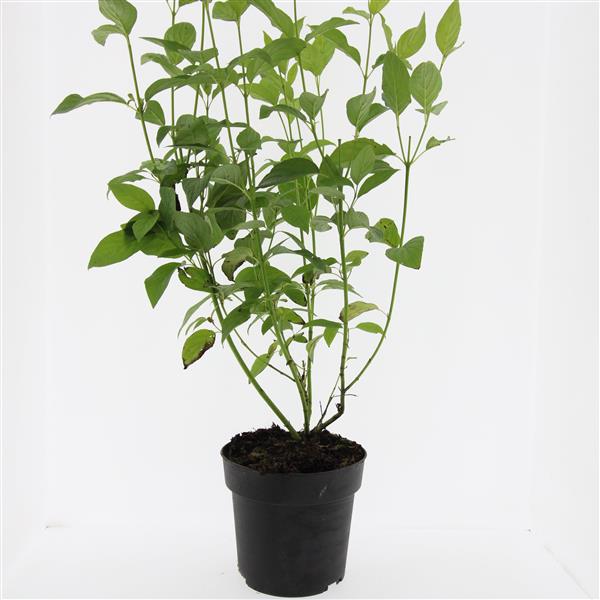 Picture of Cornus sericea Flaviramea P17 (2 Ltr) (LOOSE)