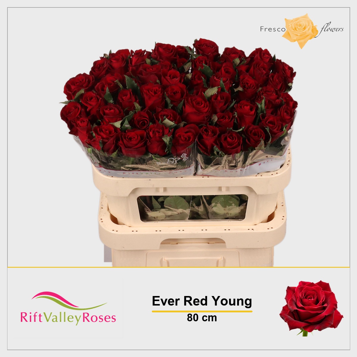 Rosa Ever Red 80cm