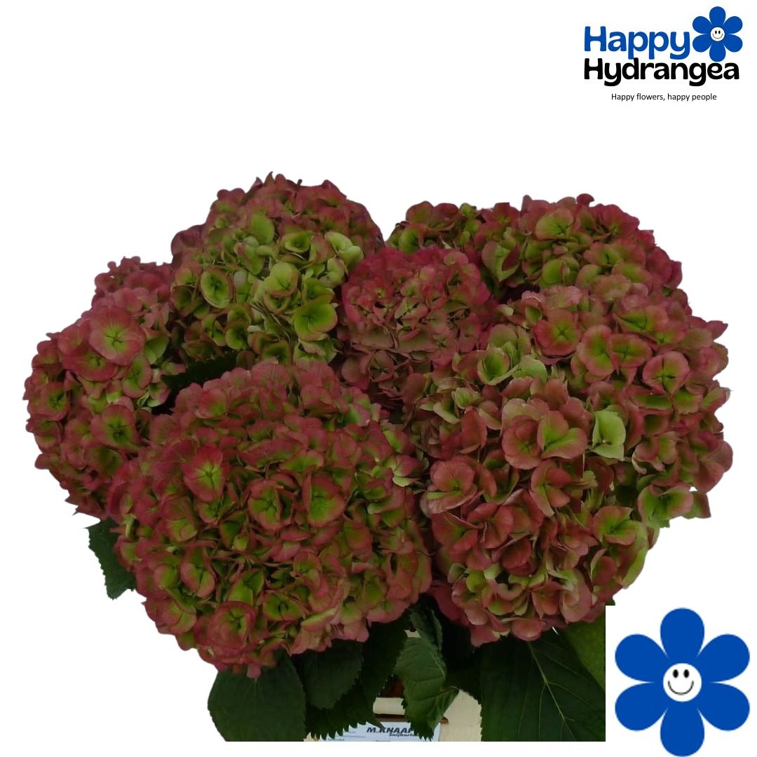 Hydrangea Verena Classic Pink 60cm 20Ø