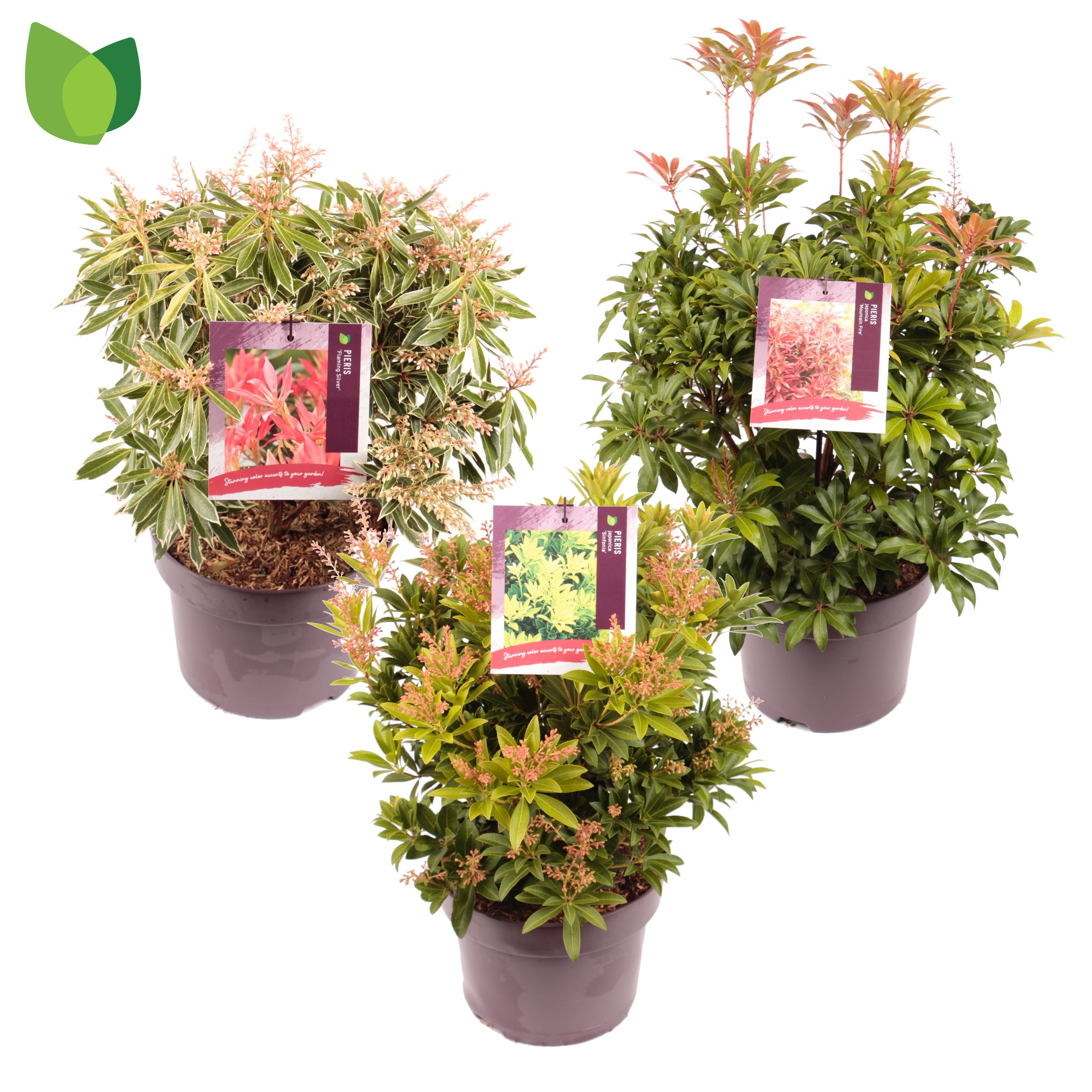 Pieris jap. MIX