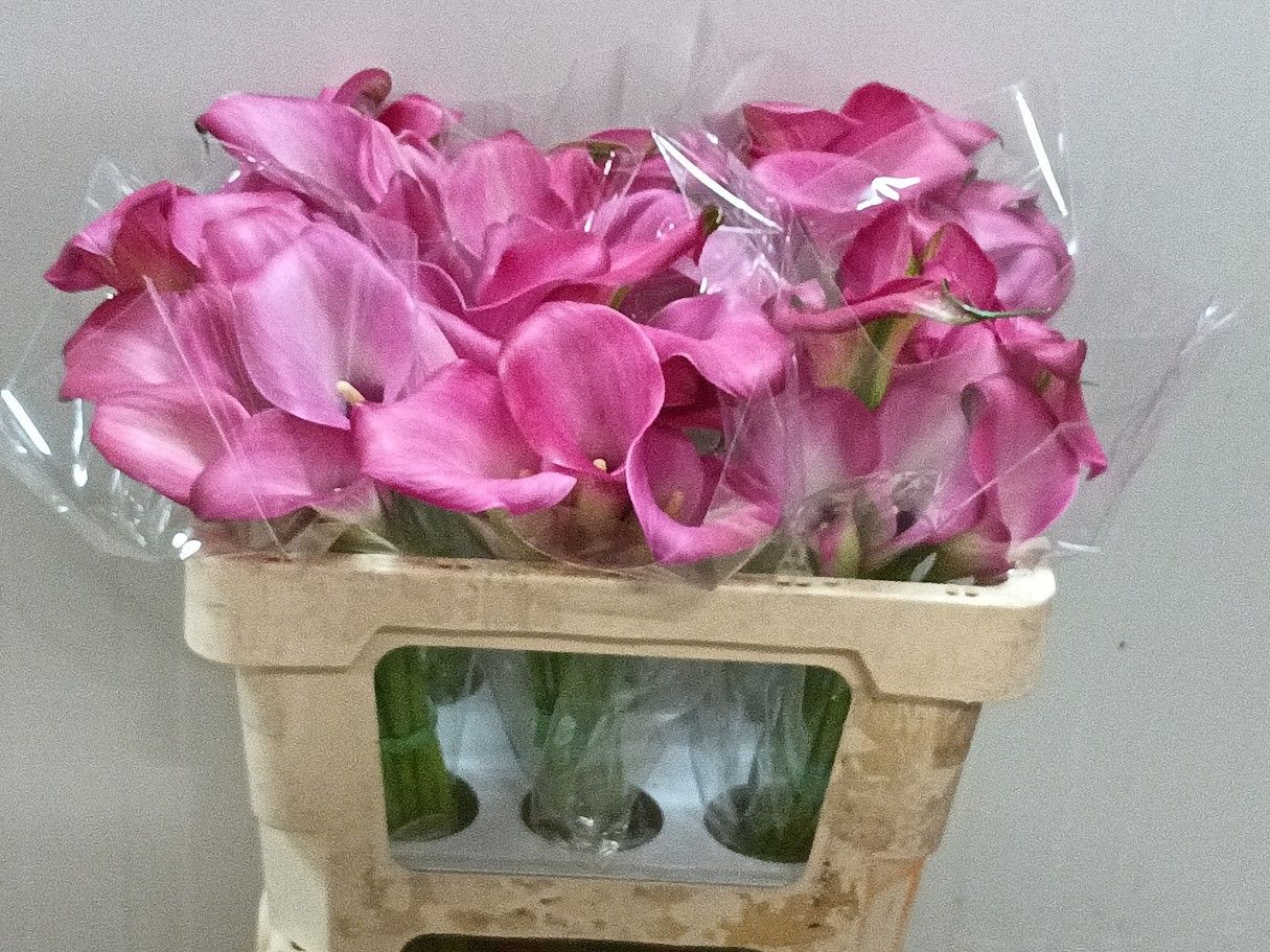 Calla Zazu 50cm