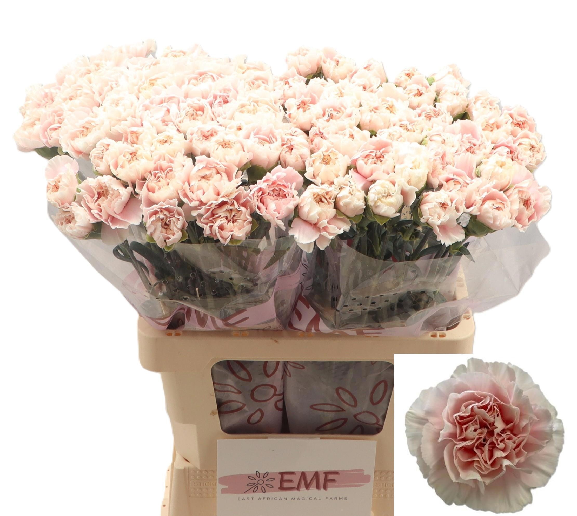 Dianthus St Altair 60cm