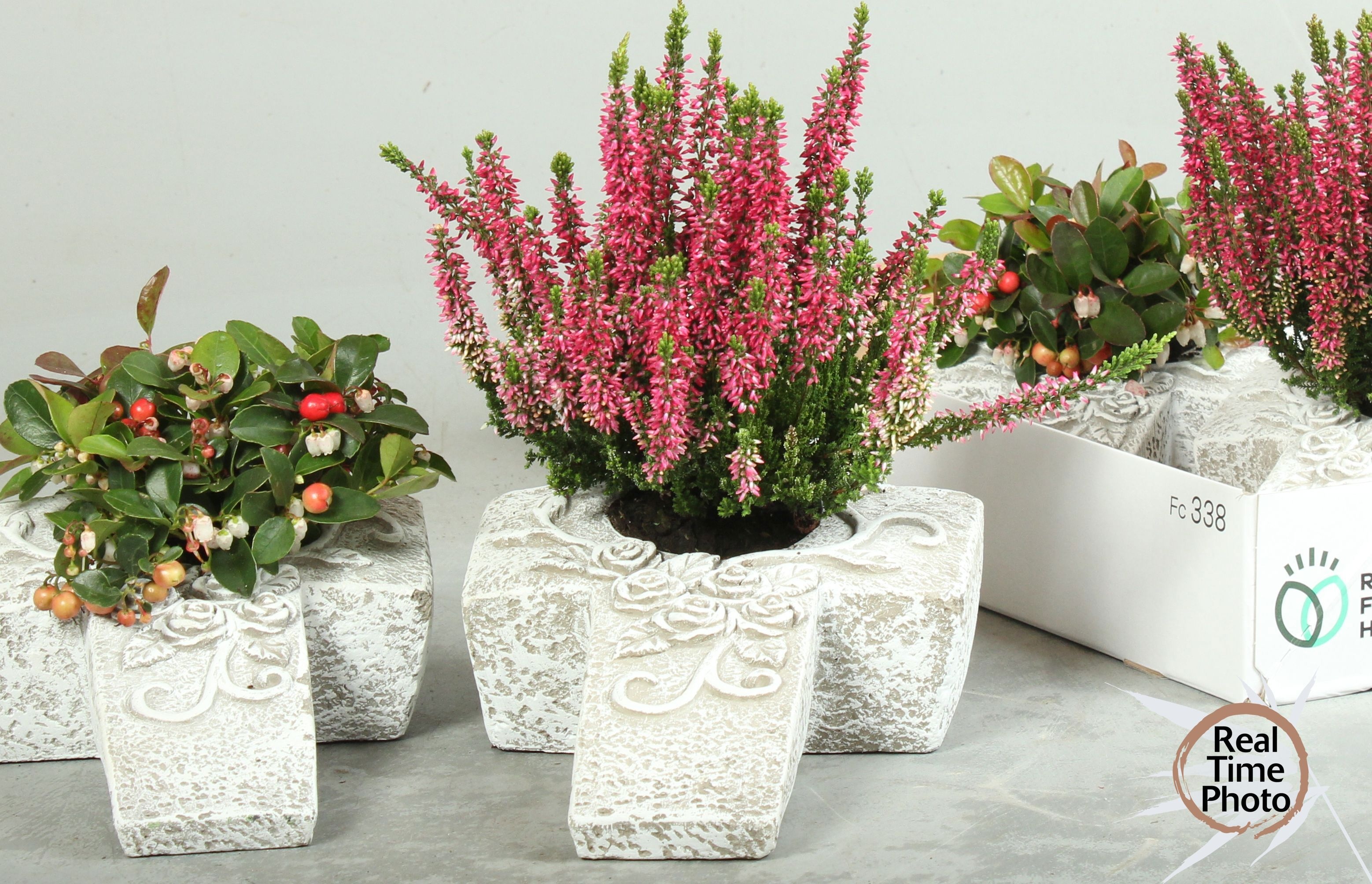 Arr Tuinplanten 28P 30cm