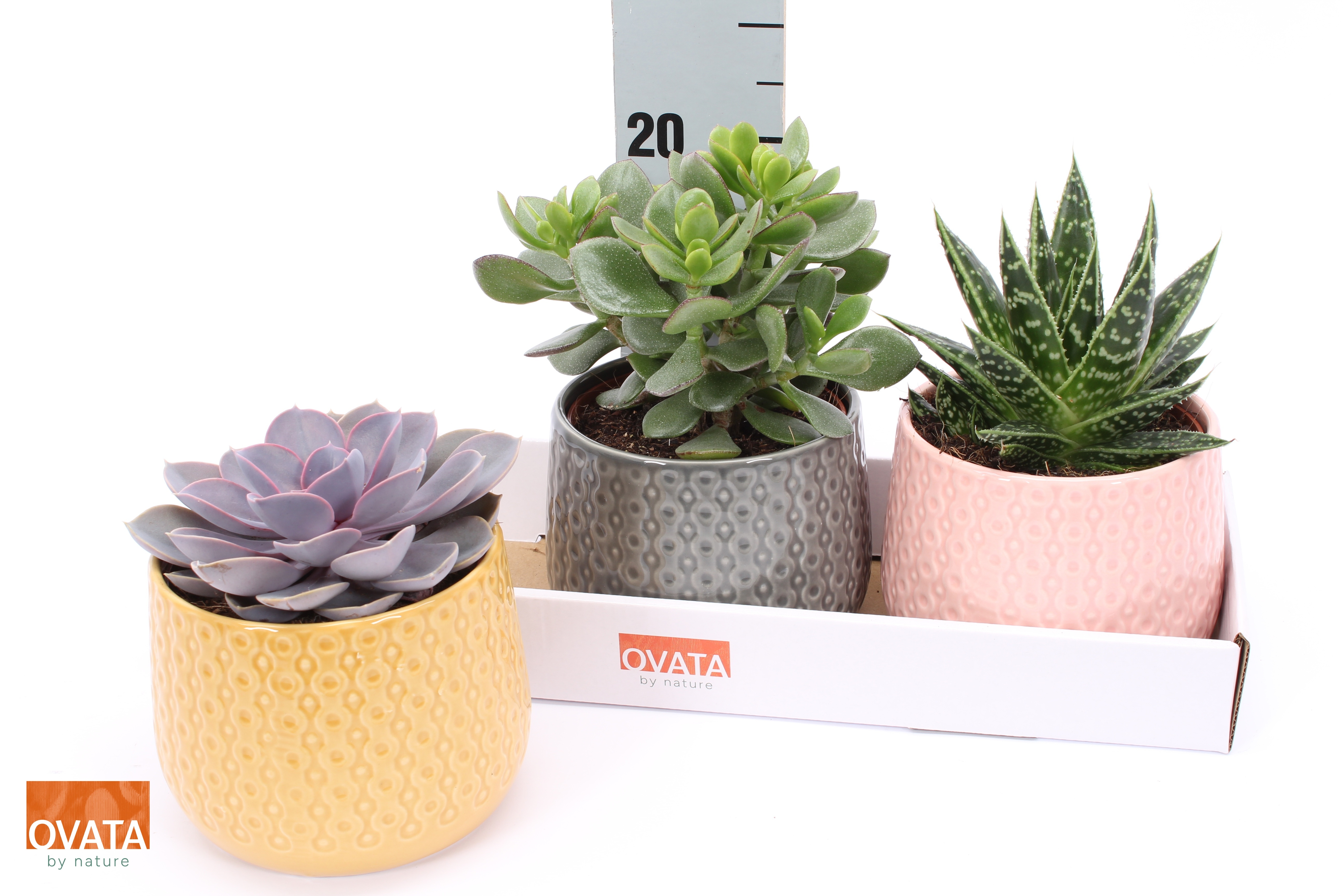 Succ Gem 4 Srt 15Ø 14cm