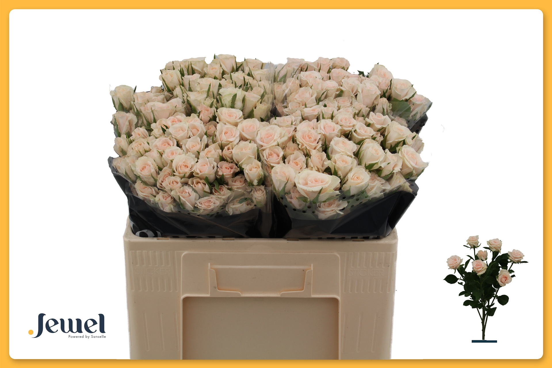 Rosa Spr Royal Porcelina 50cm