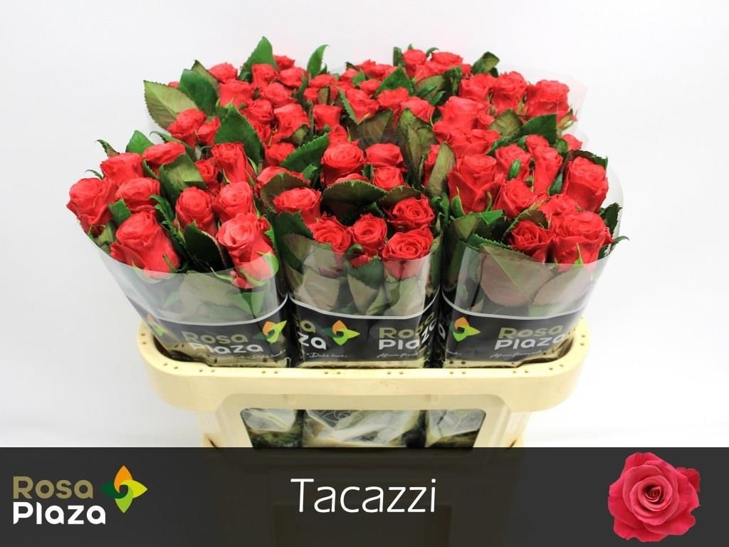 R Gr Tacazzi+