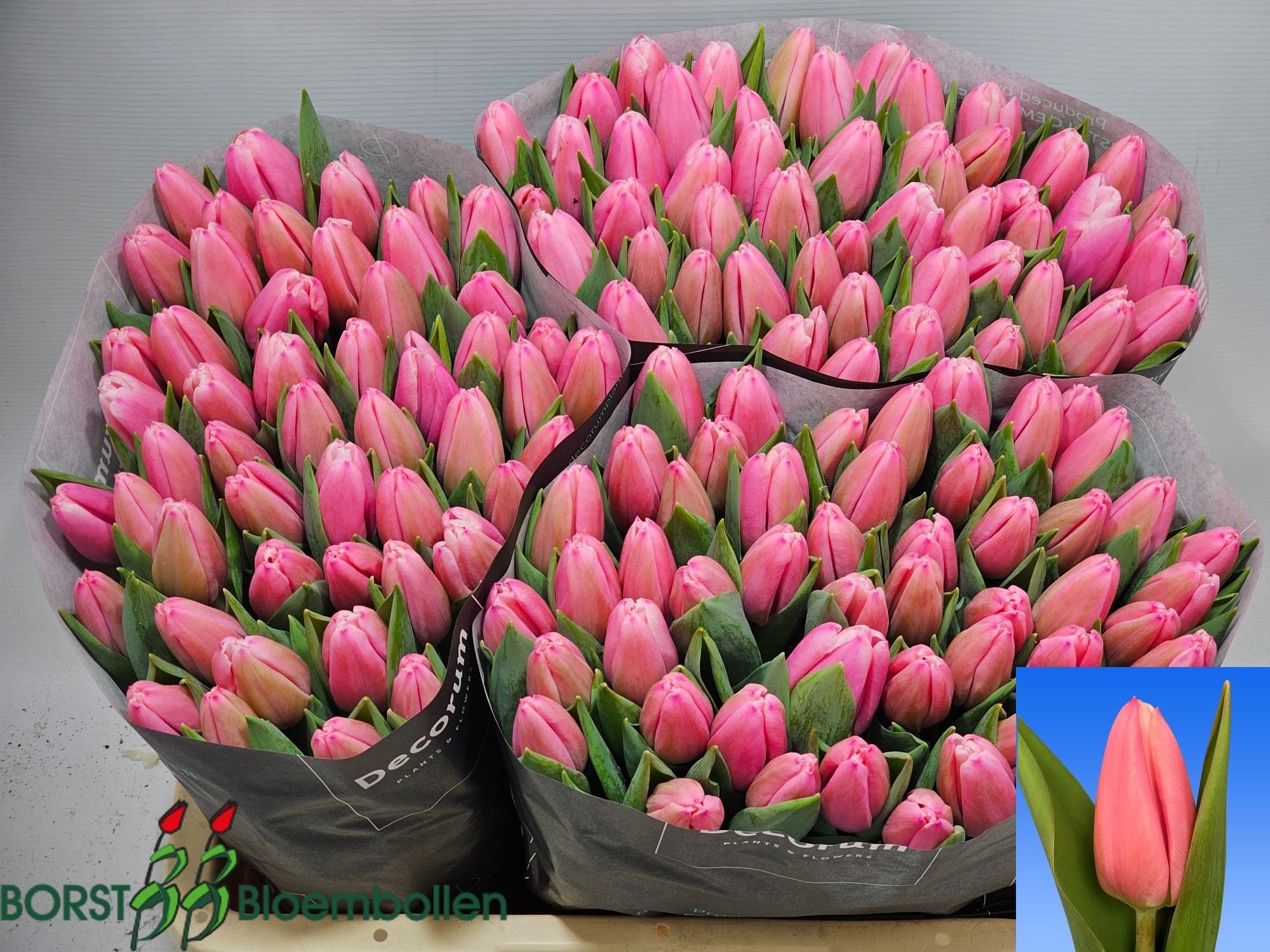 Tulipa Milkshake 42cm 38gram