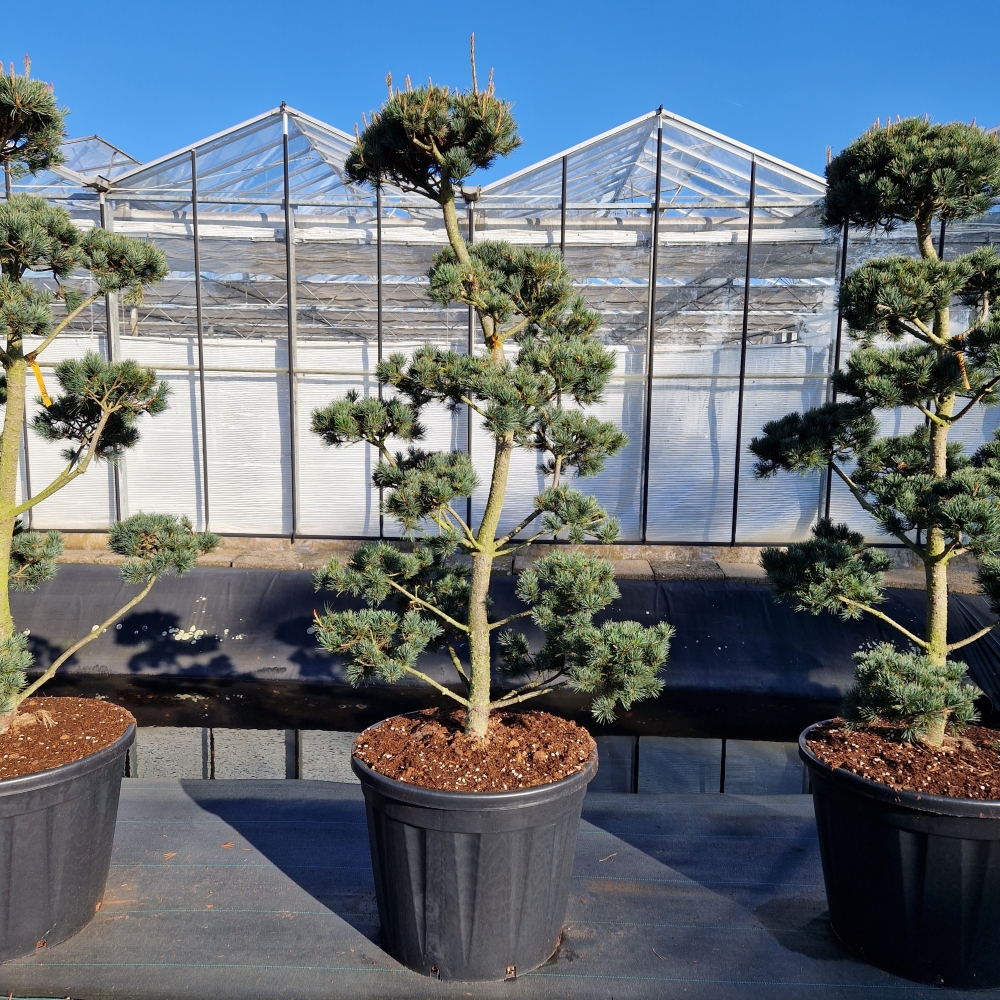 Picture of Pinus parviflora Saphir C130 BONSAI-140/160 (LOOSE)